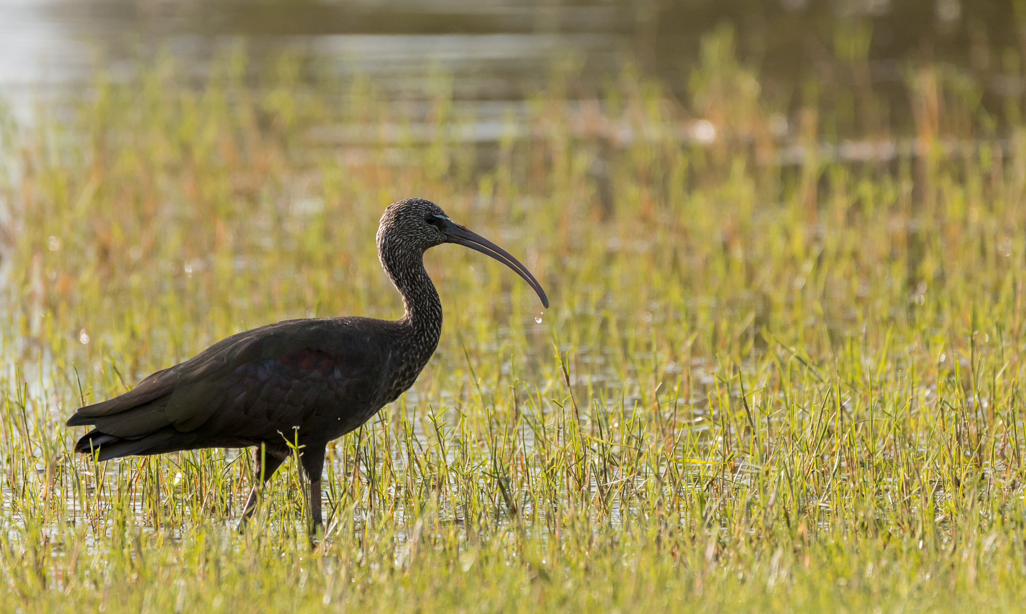 Nikon D7200 + Sigma 150-600mm F5-6.3 DG OS HSM | C sample photo. Glossy ibis ( plegadis falcinellus ) photography