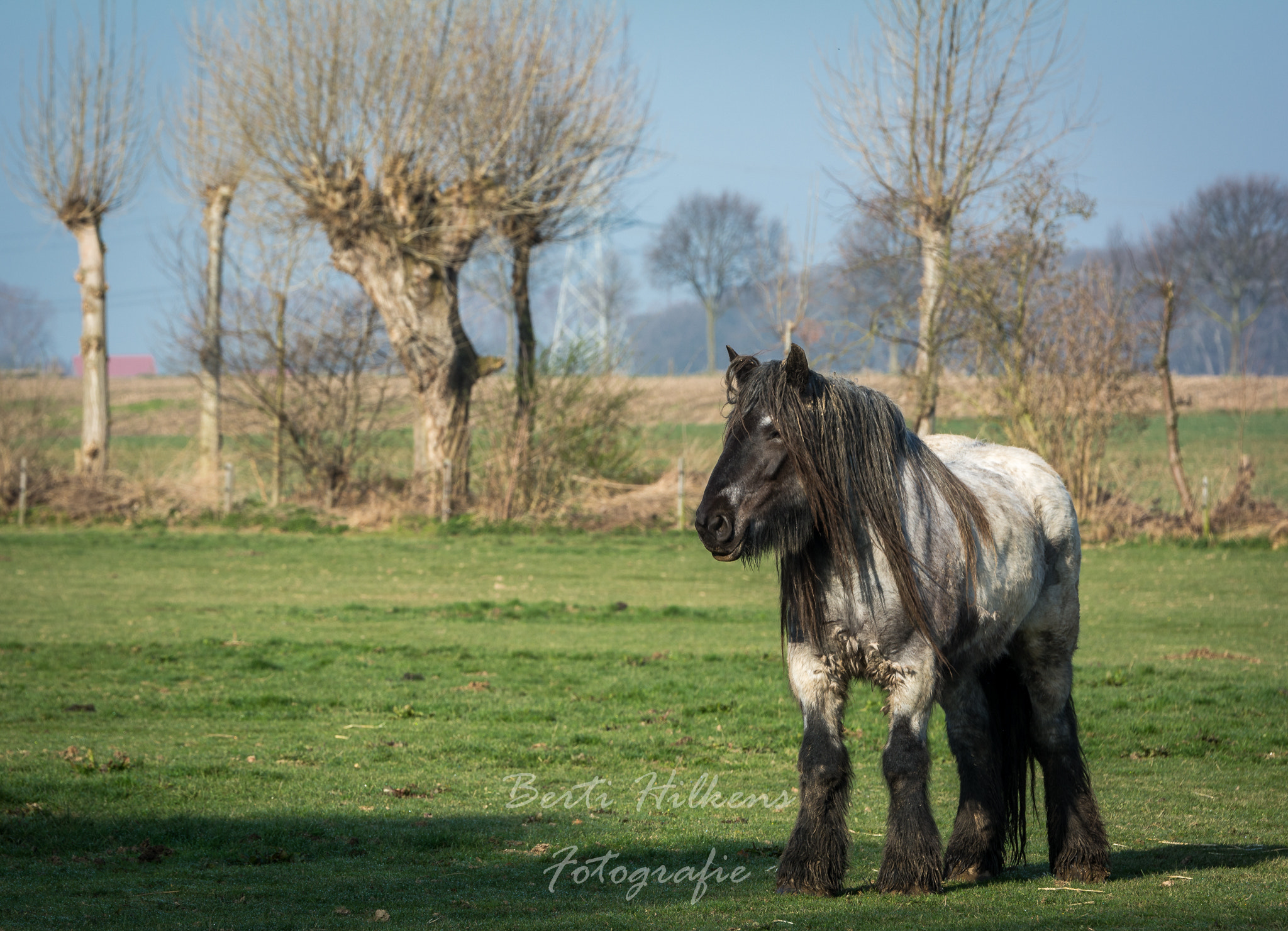 Tamron SP 70-200mm F2.8 Di VC USD sample photo. Horse photography