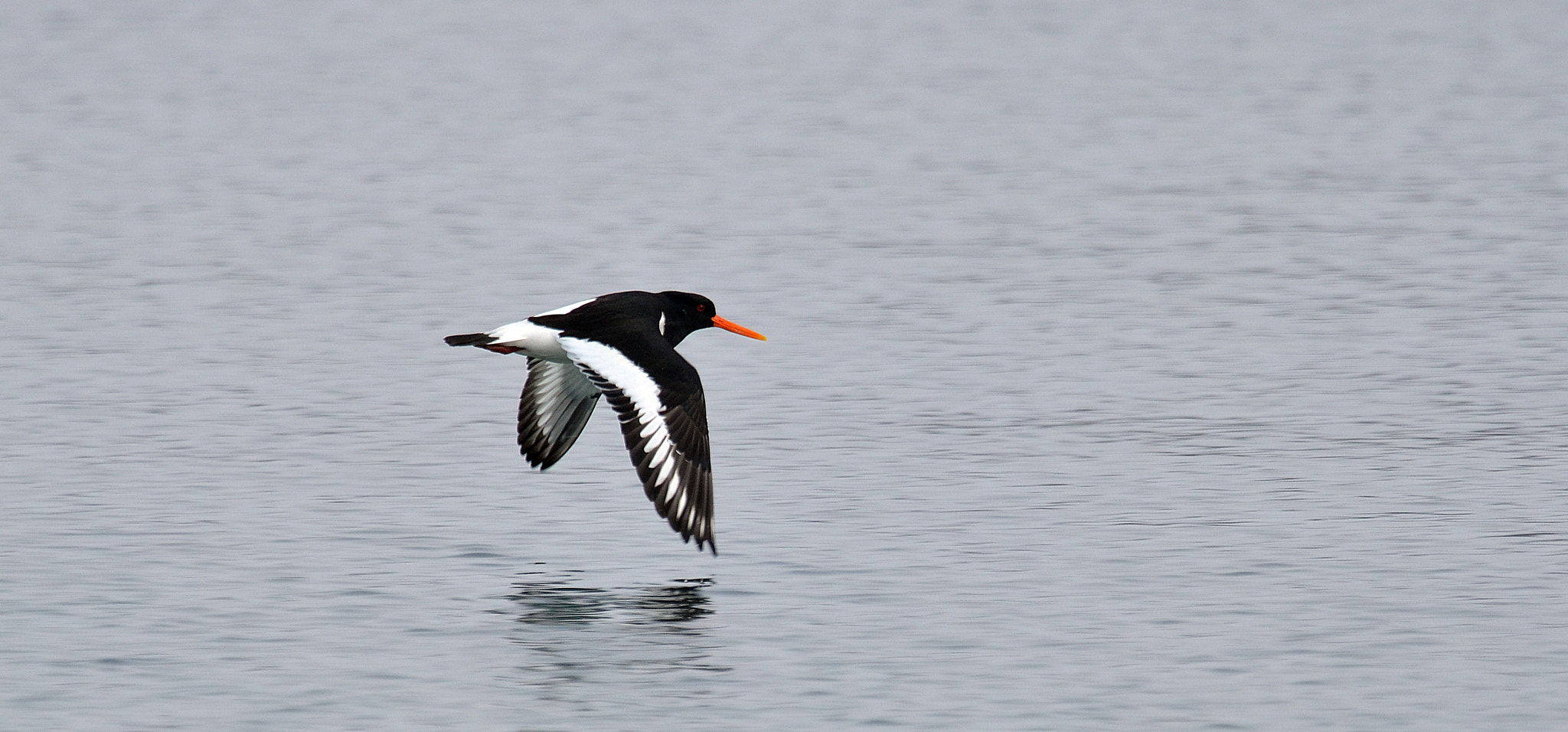 Sigma 120-400mm F4.5-5.6 DG OS HSM sample photo. Strandskata photography