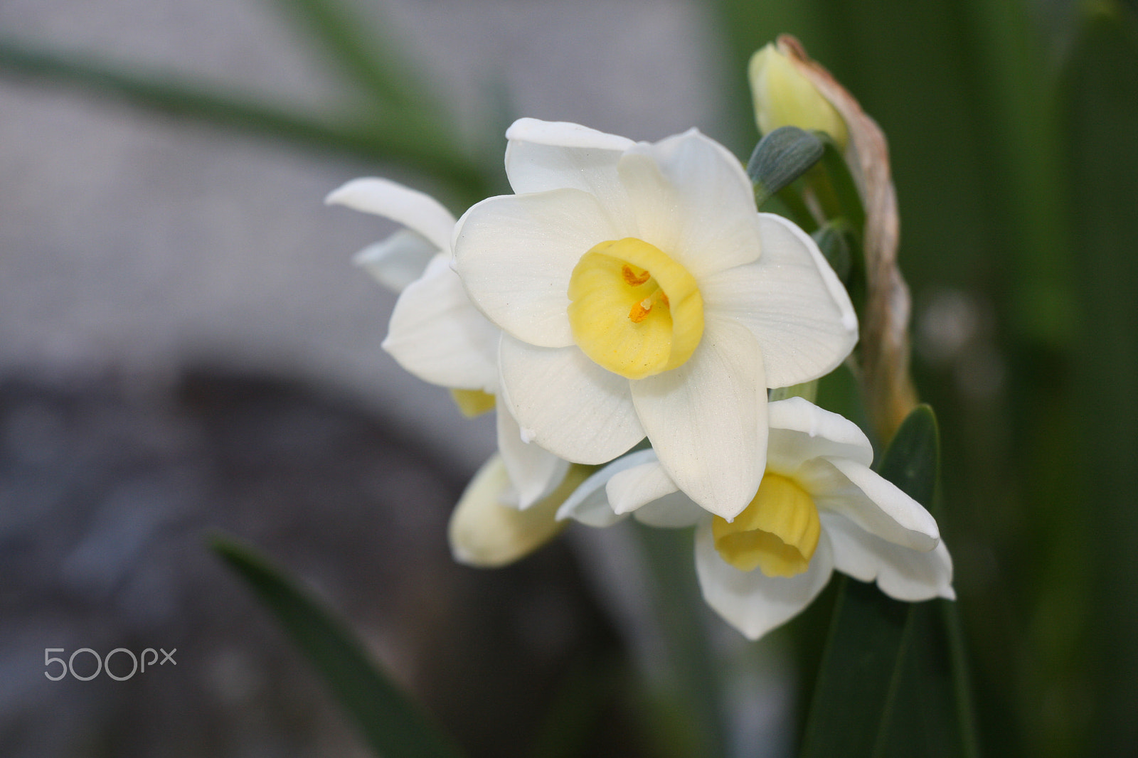 Canon EOS 40D sample photo. Narcissus photography