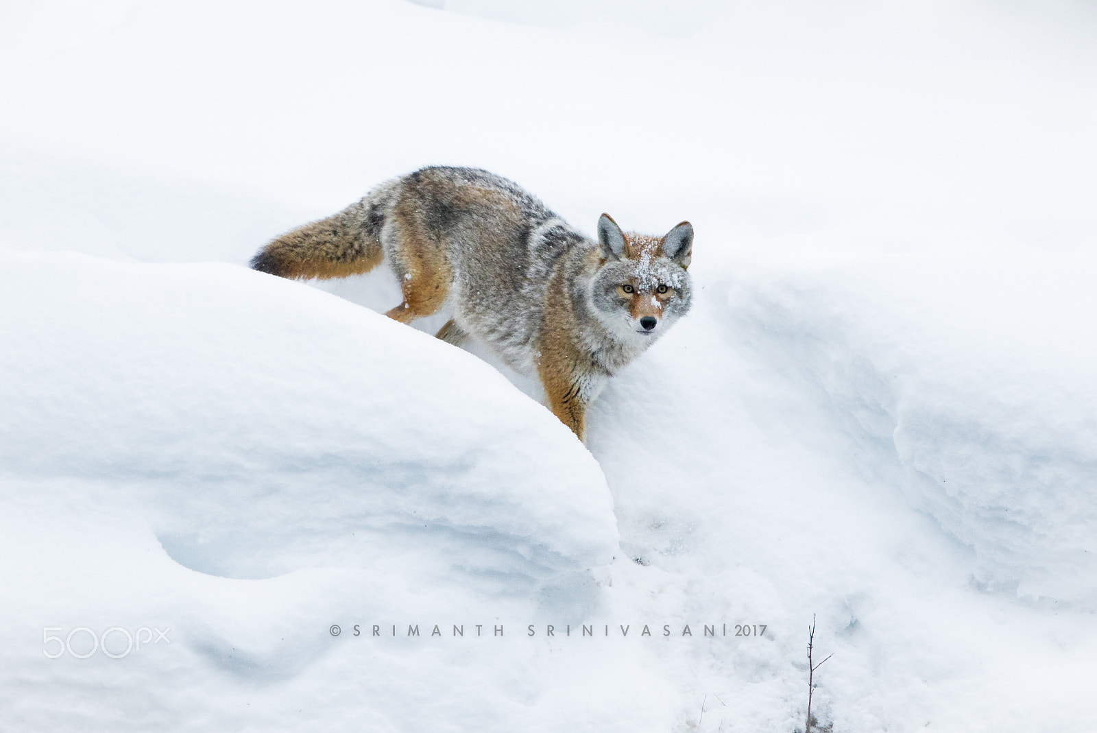 Nikon AF-S Nikkor 600mm F4G ED VR sample photo. Coyote photography