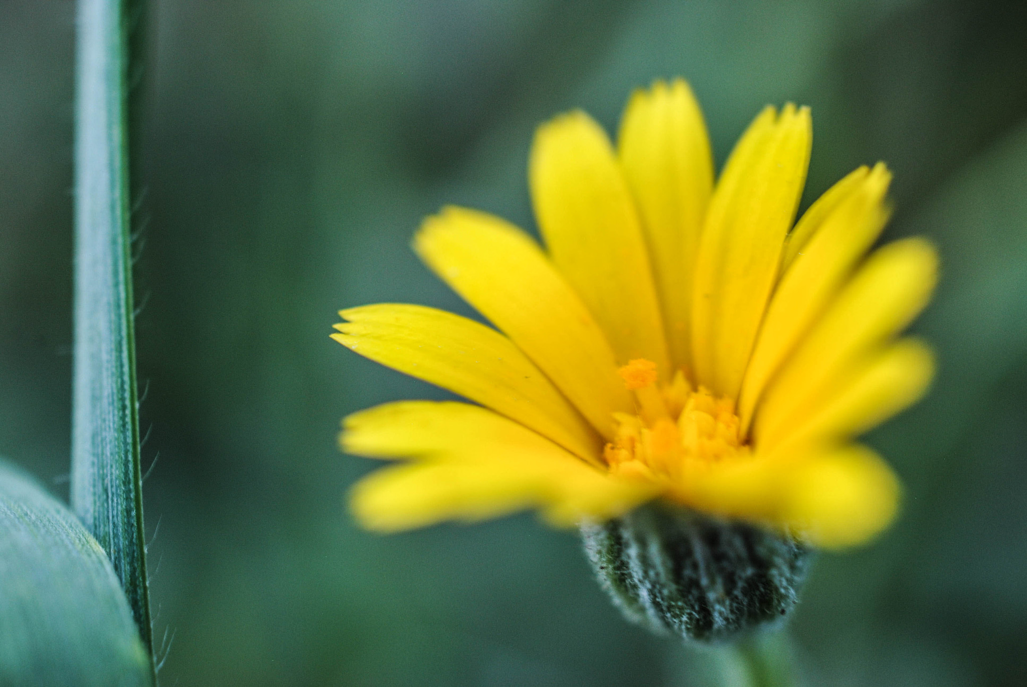 Nikon AF-S DX Micro Nikkor 40mm F2.8 sample photo. Flor photography