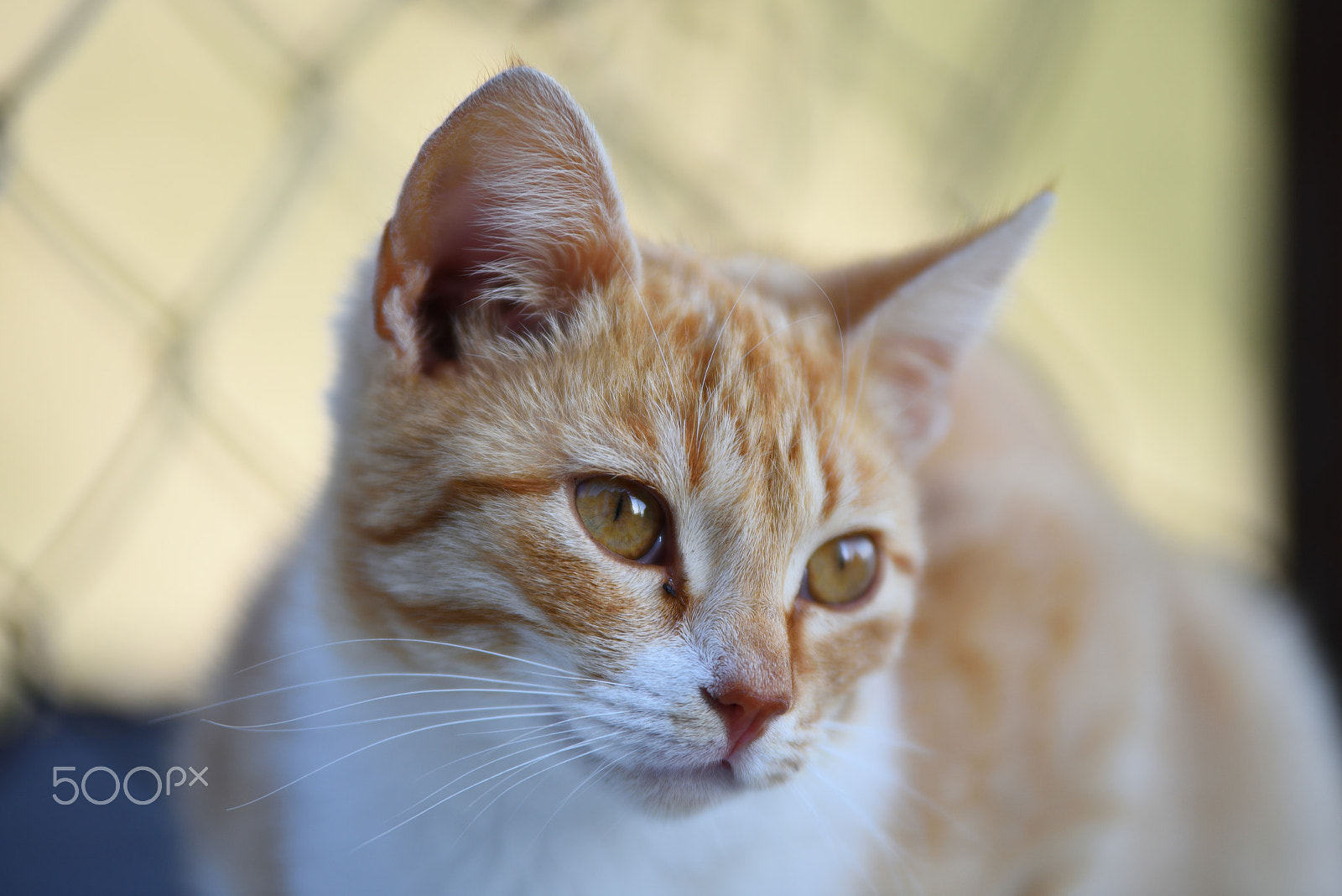 Nikon D810 sample photo. Felines of schiara 2 photography