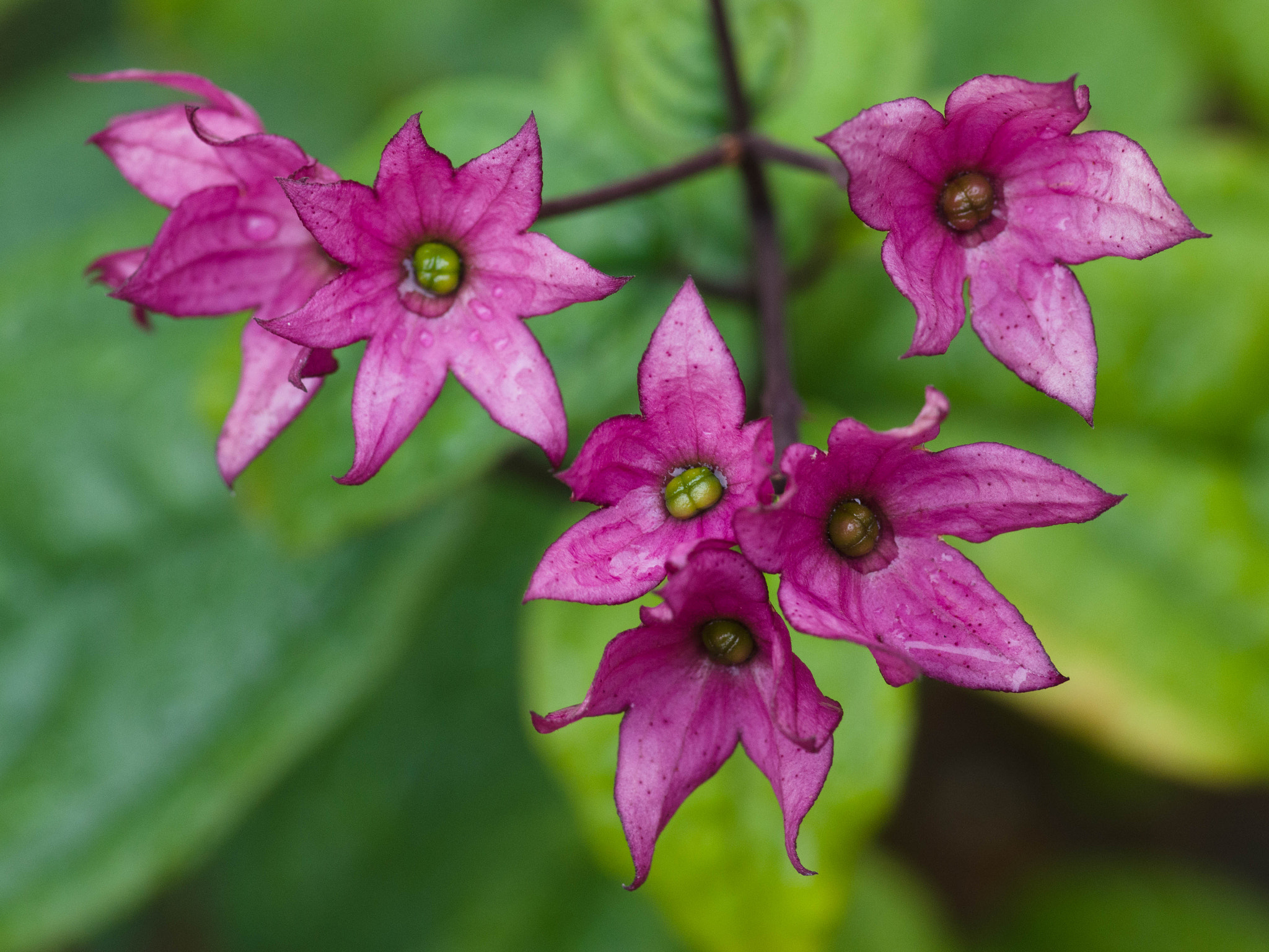 Pentax smc D-FA 100mm F2.8 Macro WR sample photo