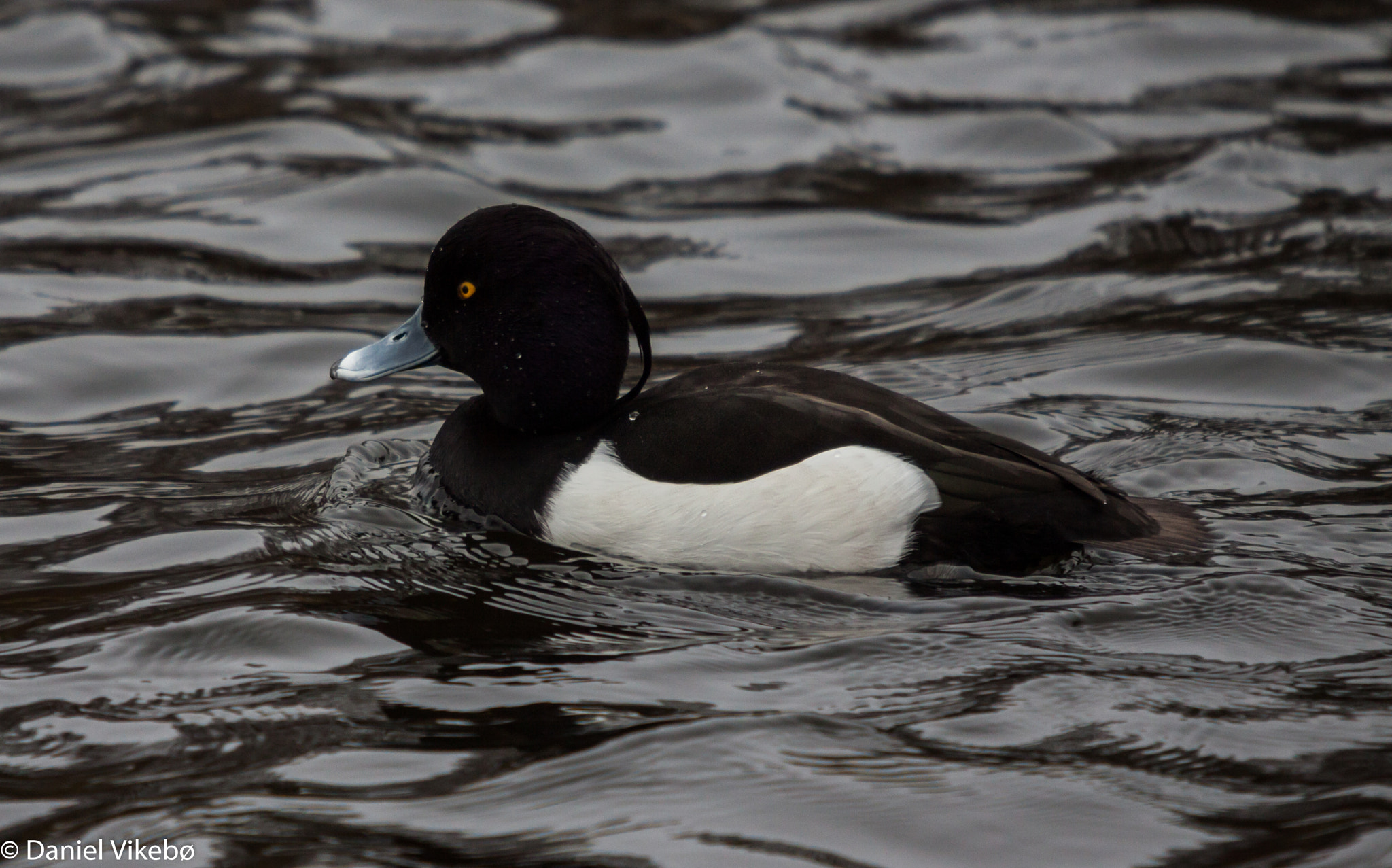 Canon EOS 50D + Sigma 50-500mm f/4-6.3 APO HSM EX sample photo. Tufted duck photography