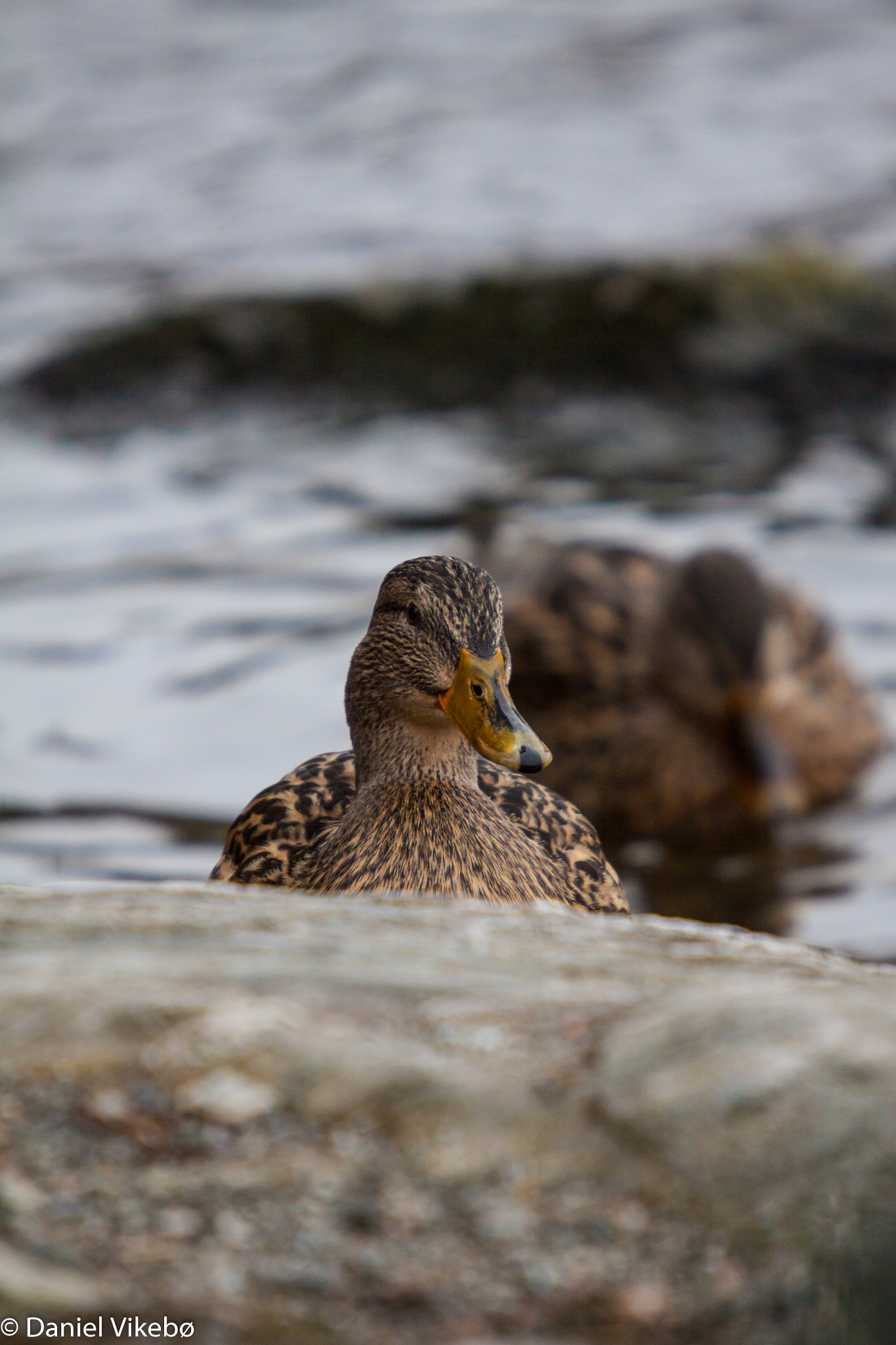 Sigma 50-500mm f/4-6.3 APO HSM EX sample photo. Mallard photography
