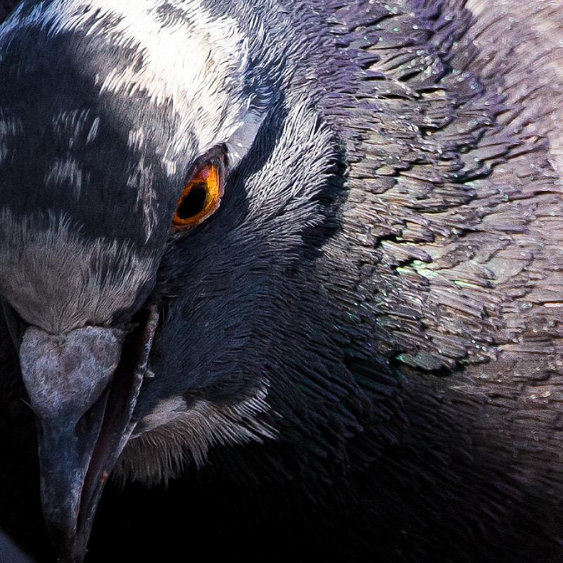 150-600mm F5-6.3 DG OS HSM | Contemporary 015 sample photo. Pigeon photography