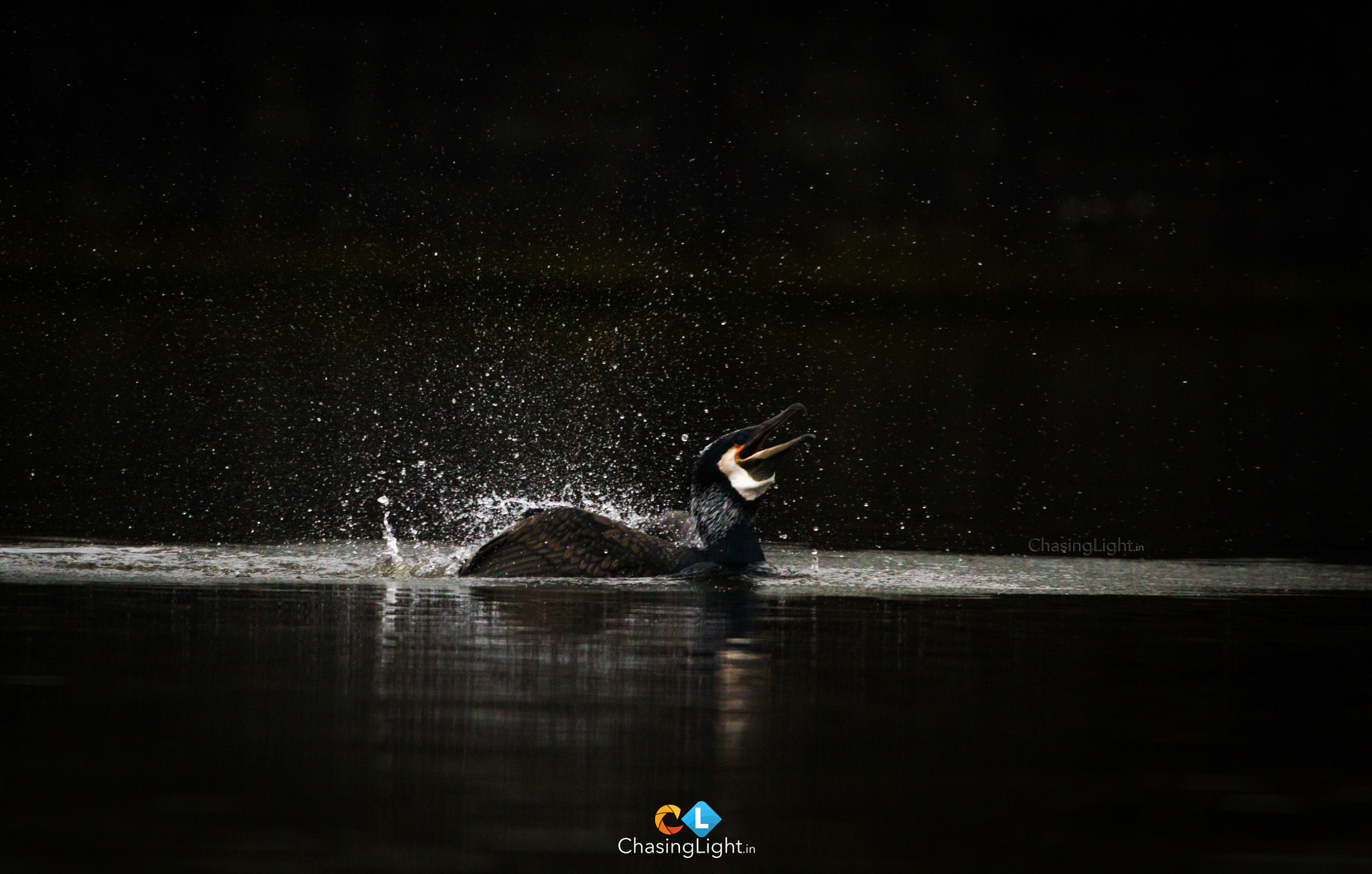 150-600mm F5-6.3 DG OS HSM | Contemporary 015 sample photo. There is scarcely any passion without struggle photography