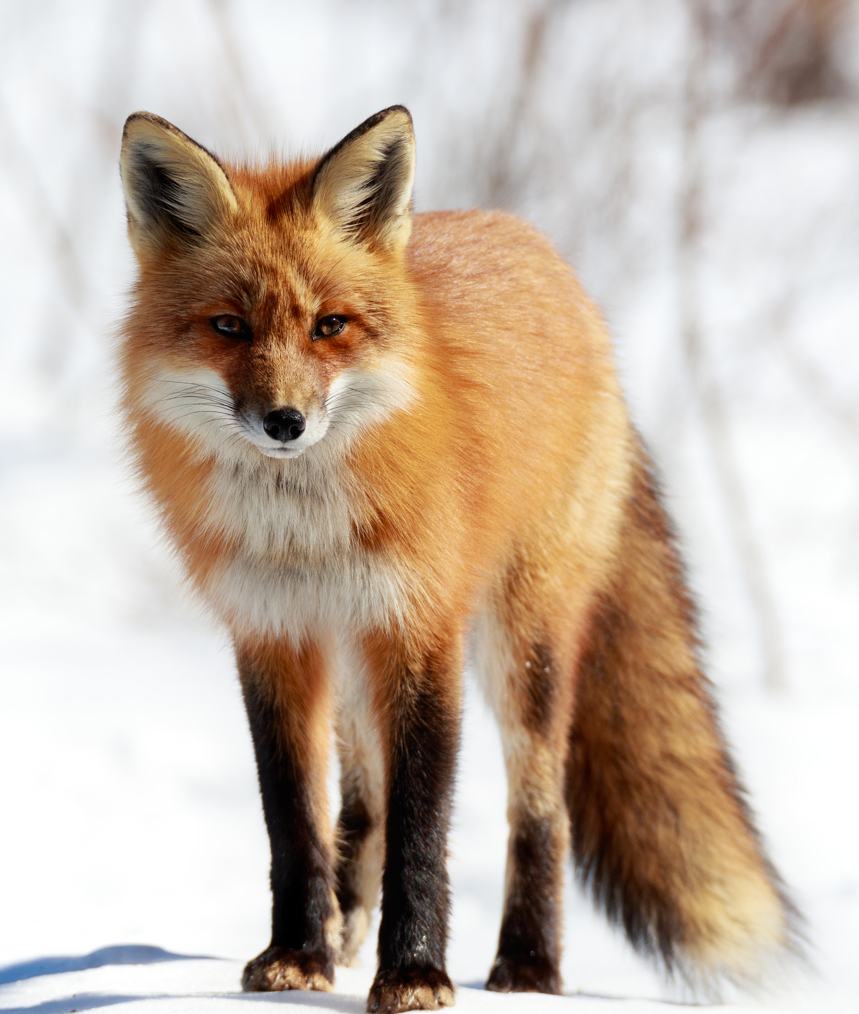 Sigma 150-600mm F5-6.3 DG OS HSM | C sample photo. Fox portrait. photography