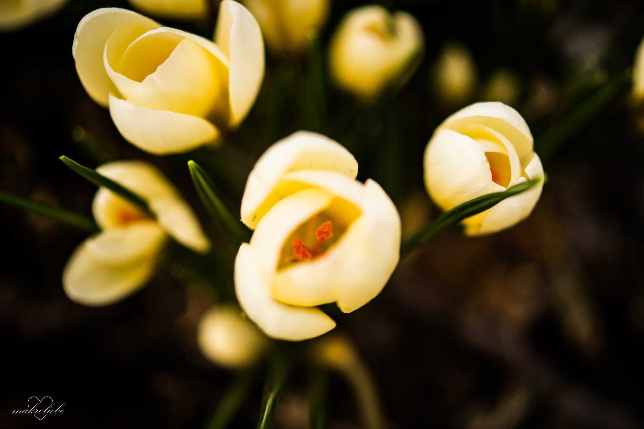 Sony SLT-A58 + Sony DT 30mm F2.8 Macro SAM sample photo. Blooming photography