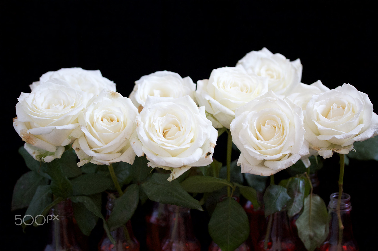 Canon EF-S 60mm F2.8 Macro USM sample photo. My white roses photography