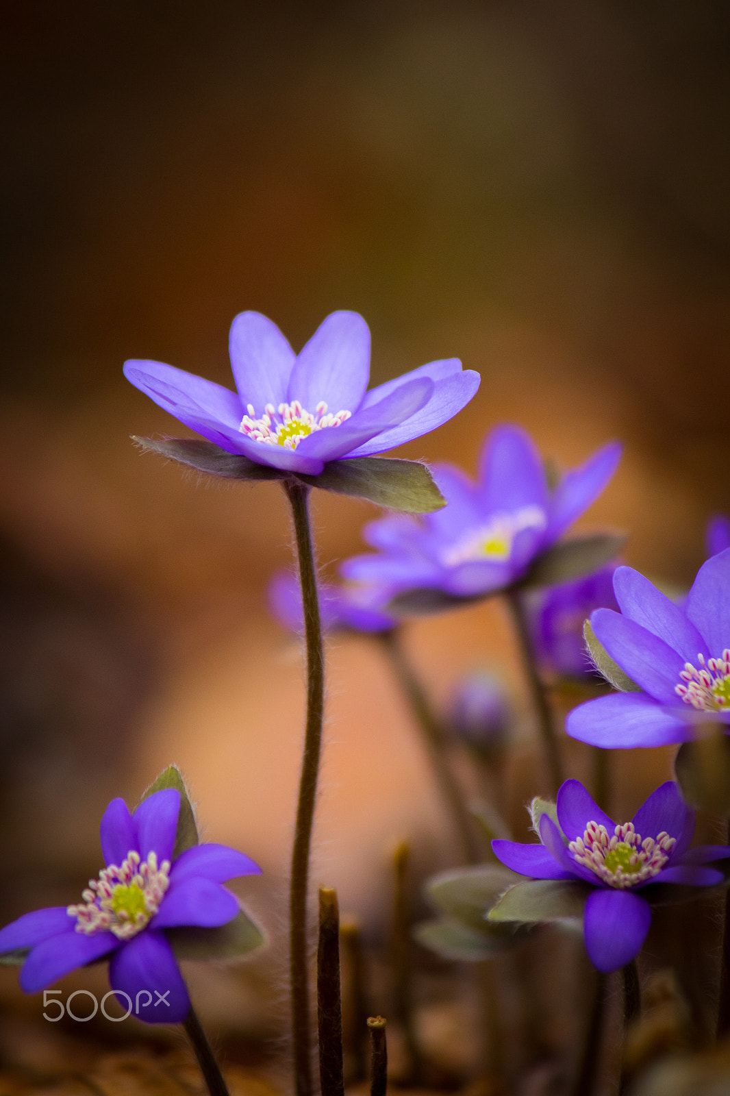 Canon EF-S 55-250mm F4-5.6 IS II sample photo. Hepatica nobilis photography