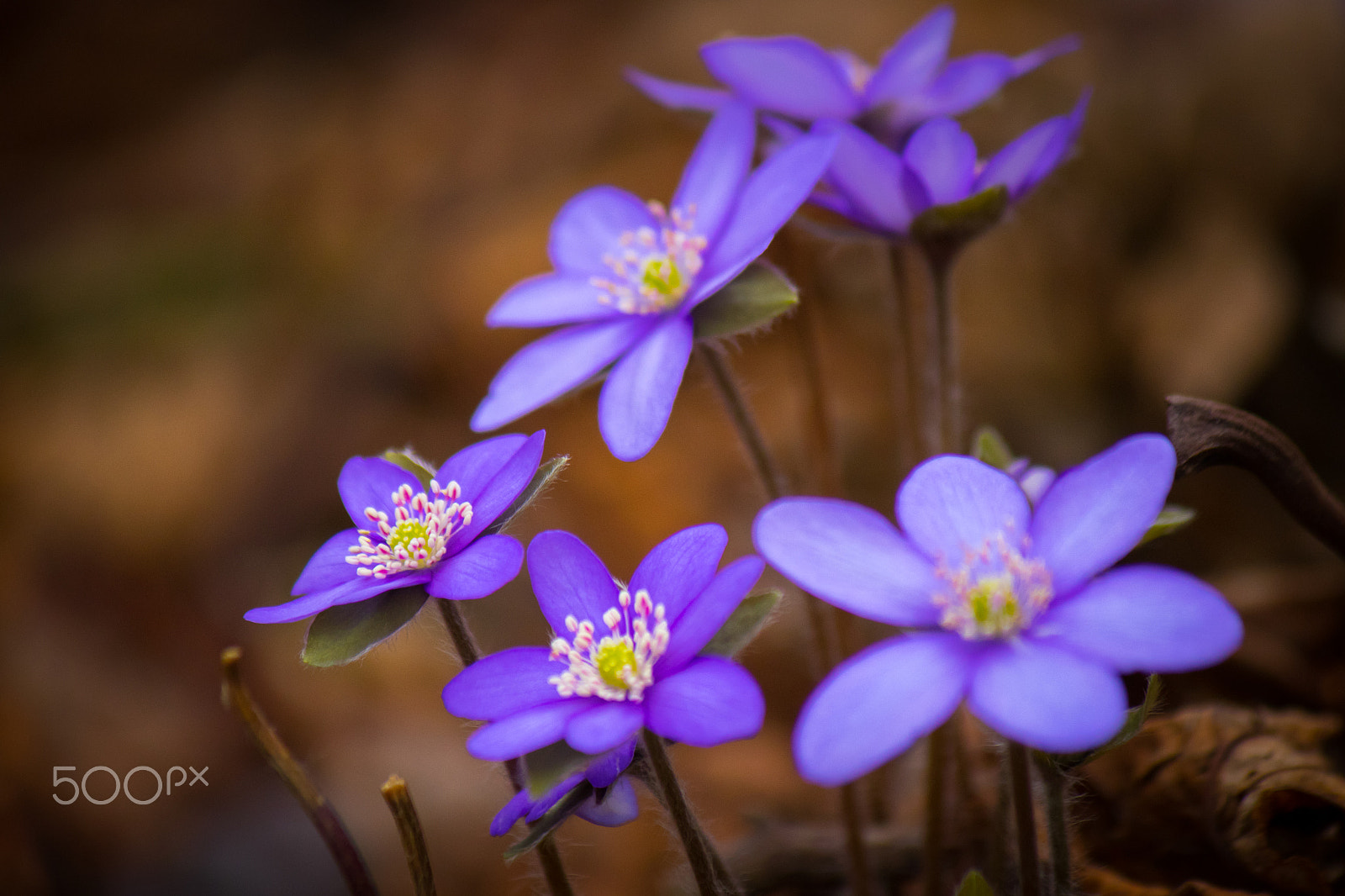 Canon EF-S 55-250mm F4-5.6 IS II sample photo. Hepatica nobilis photography