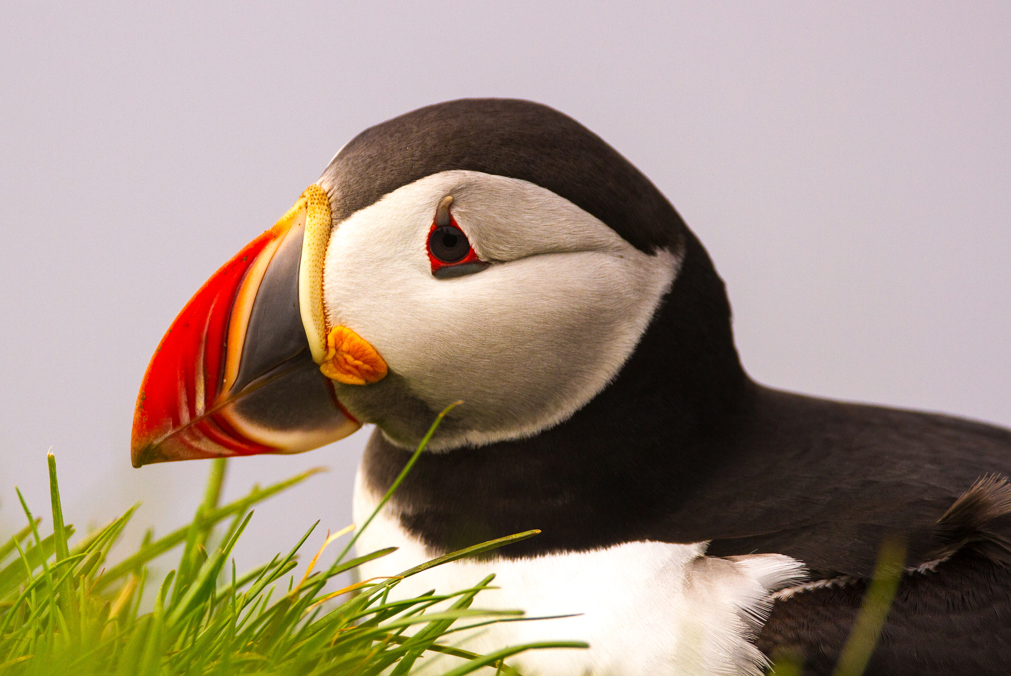 Canon EOS 7D + 150-600mm F5-6.3 DG OS HSM | Contemporary 015 sample photo. Iceland - latrabjard - puffin photography