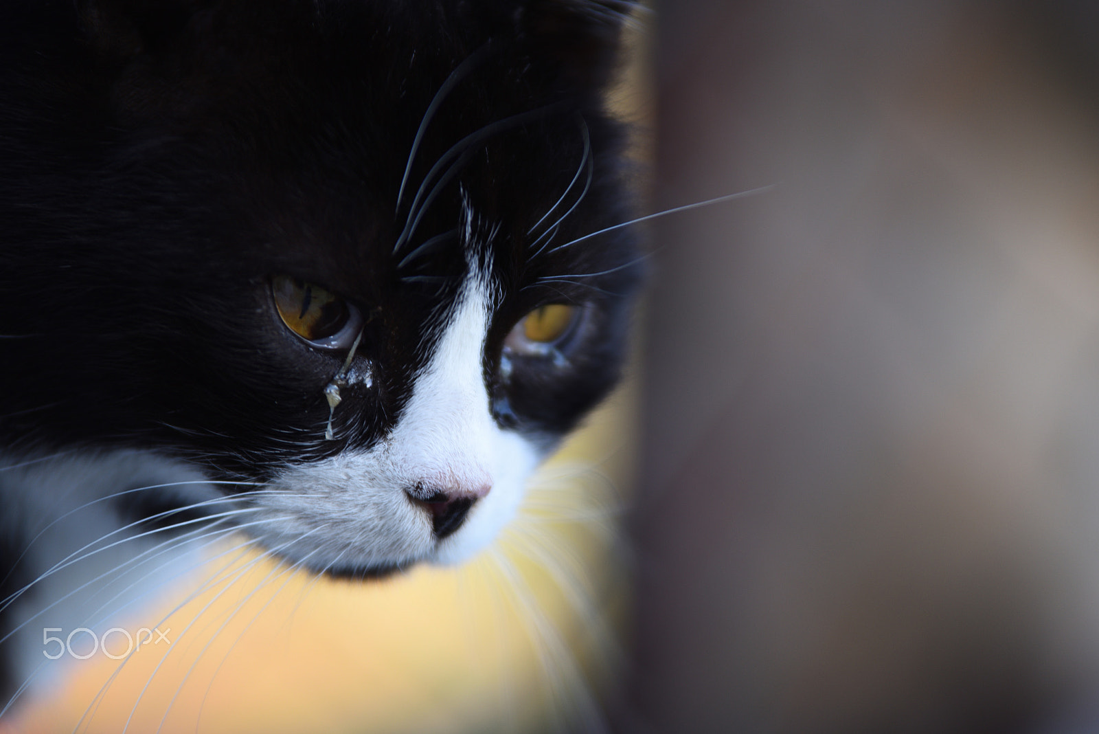 Nikon D810 sample photo. Feline of schiara 3 photography