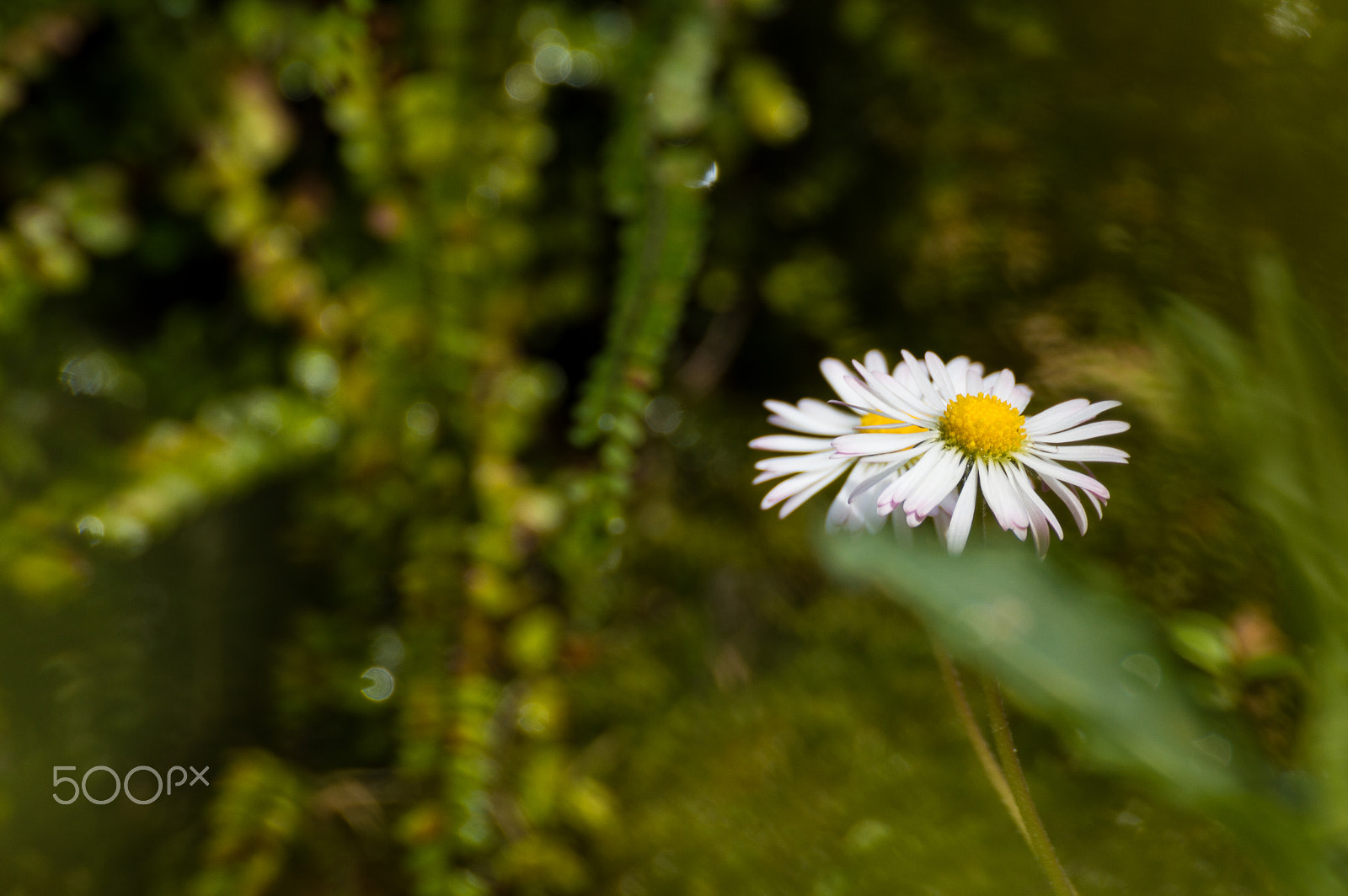 Nikon D3200 sample photo. Garden photography