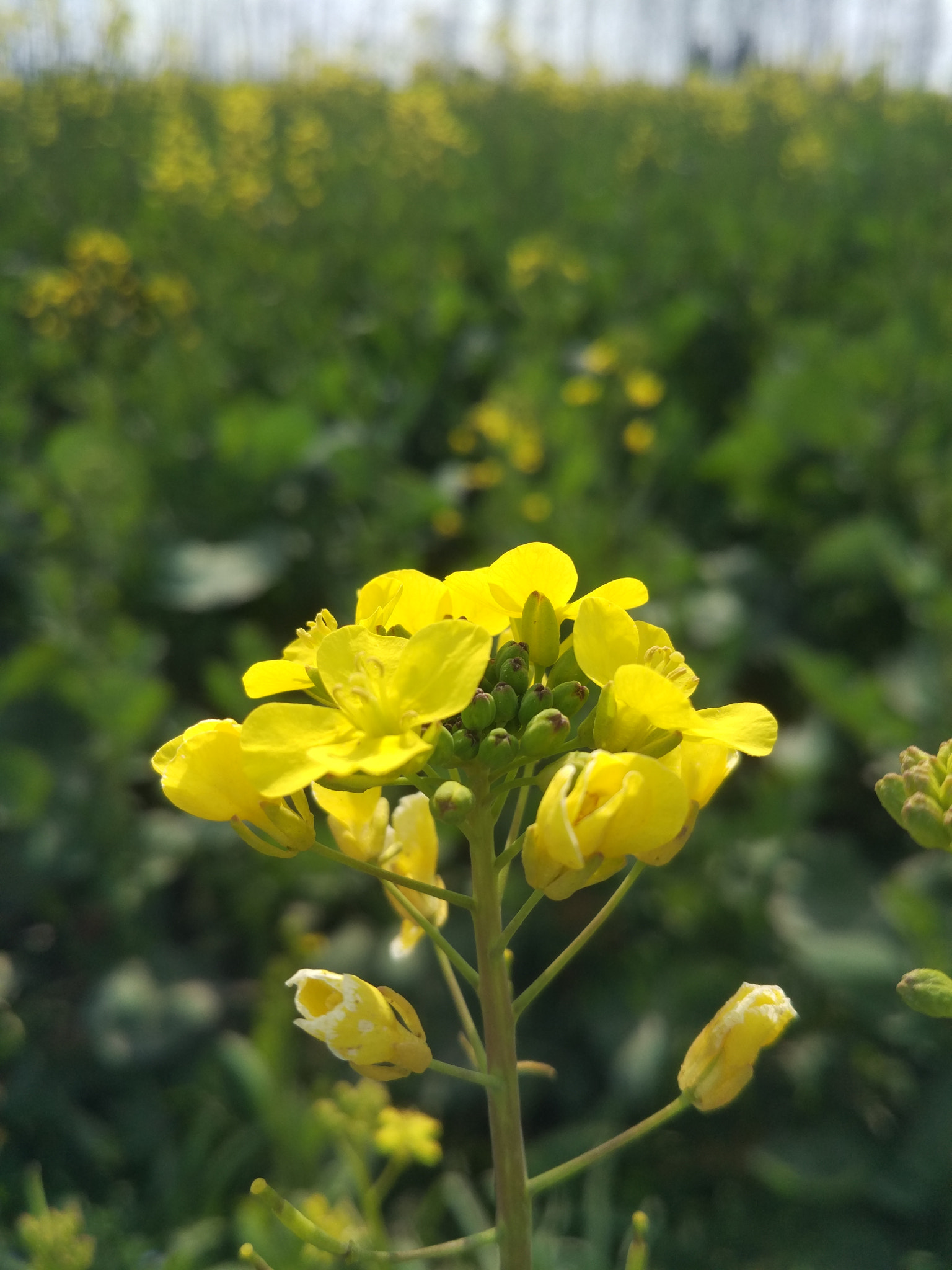 Xiaomi Mi-4c sample photo