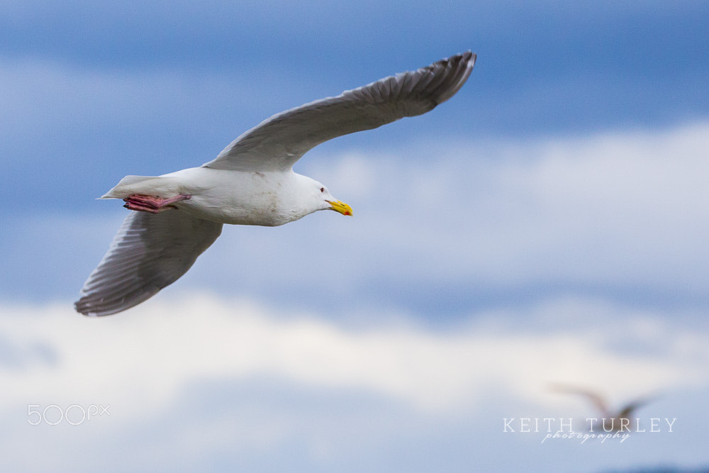 Canon EOS 6D + 150-600mm F5-6.3 DG OS HSM | Contemporary 015 sample photo. Gull in flight photography