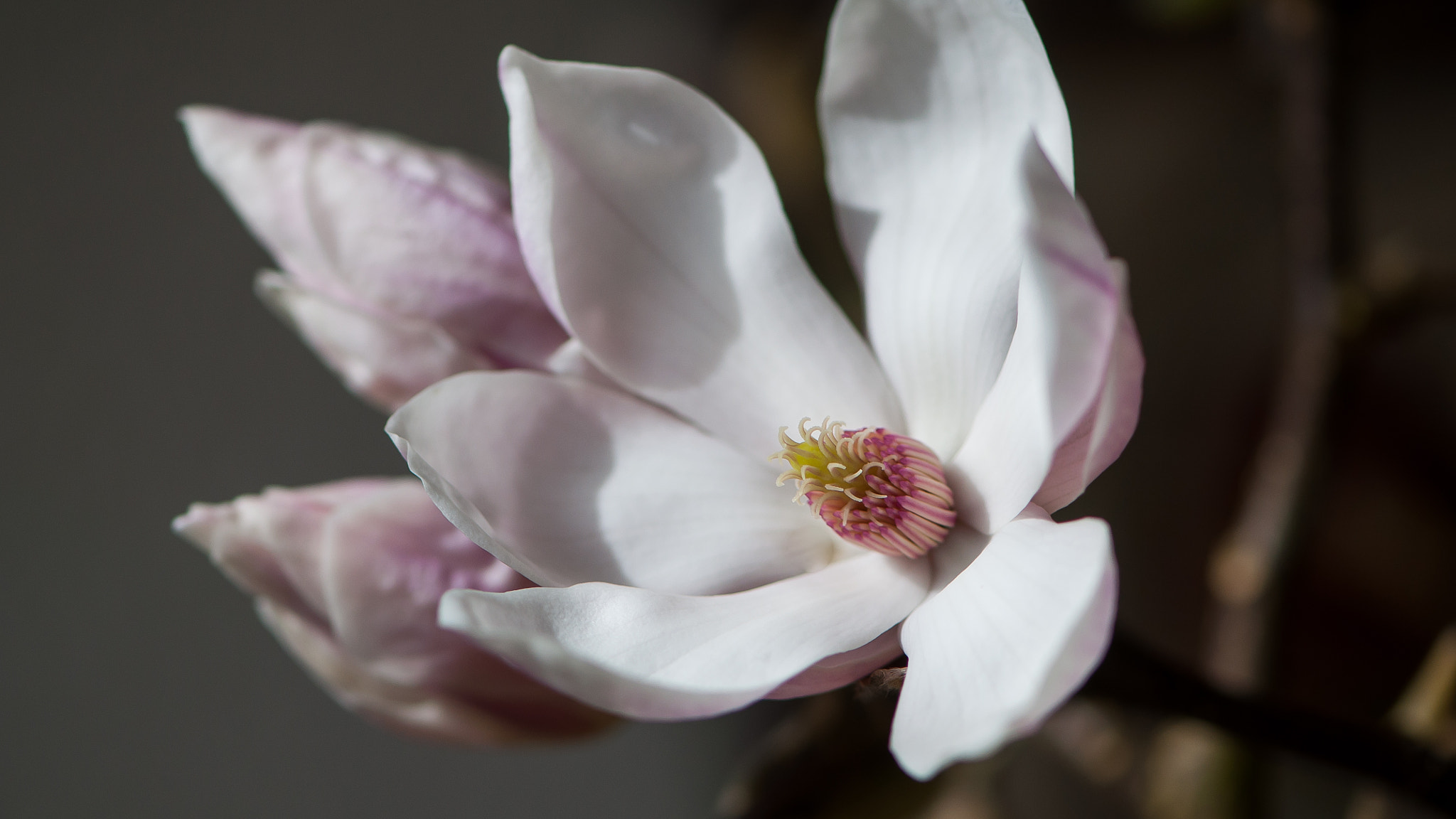 Nikon AF-S Micro-Nikkor 105mm F2.8G IF-ED VR sample photo. Magnolia photography