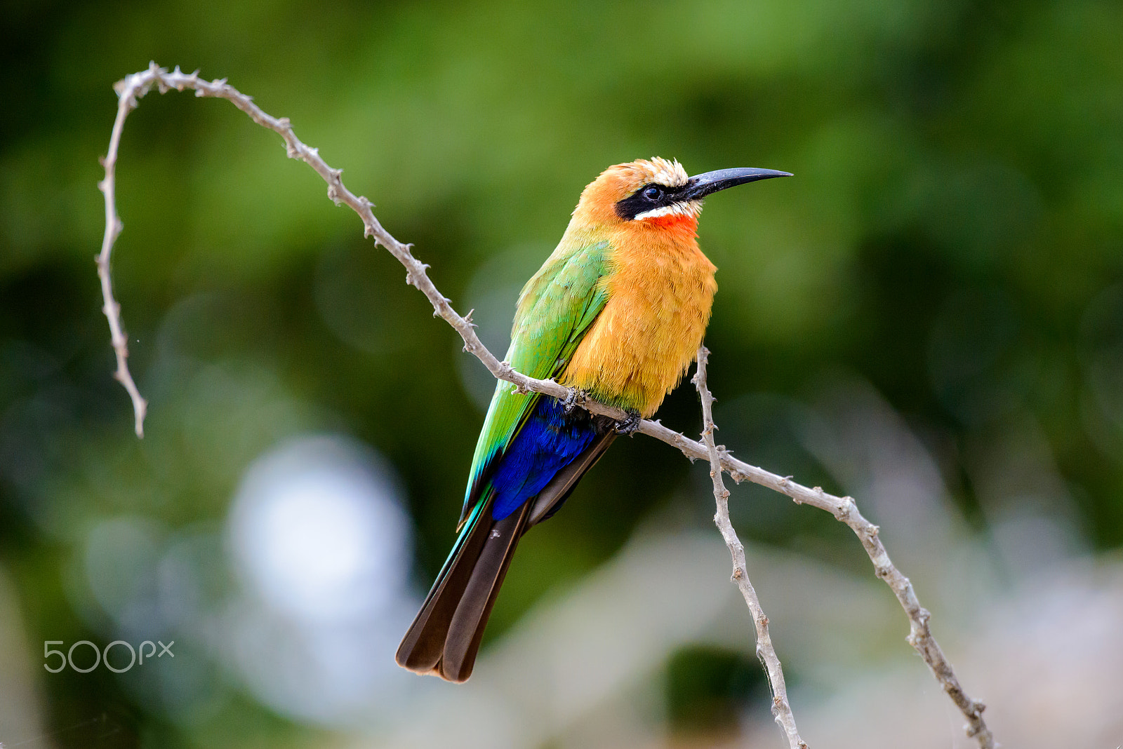 Nikon D800 sample photo. White-fronted bee-eater photography