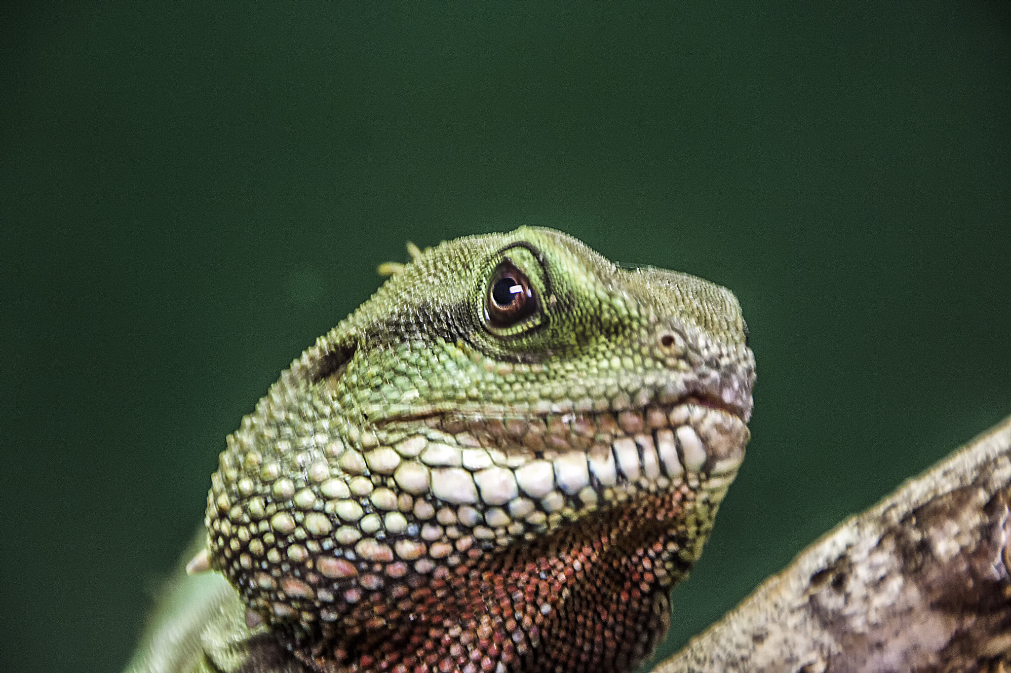 Sigma 18-250mm F3.5-6.3 DC OS HSM sample photo. I am watching you. photography