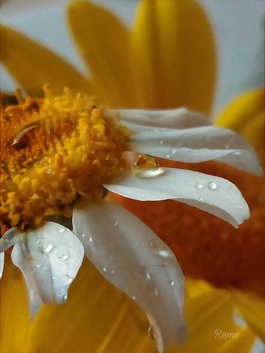bq Aquaris E5 HD sample photo. Margaritas photography