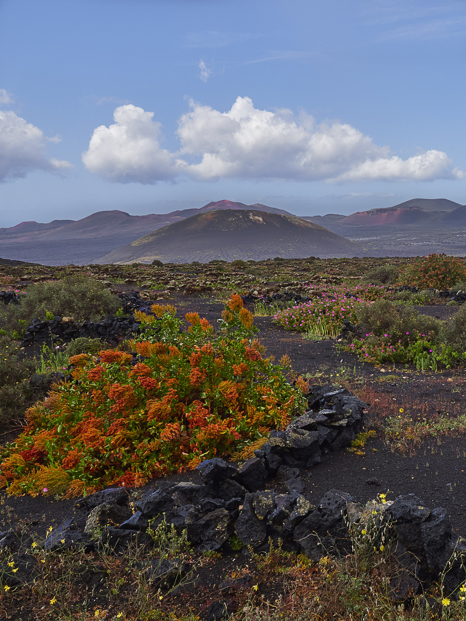 Olympus M.Zuiko Digital ED 7-14mm F2.8 PRO sample photo. Lanzarote wild flowers photography