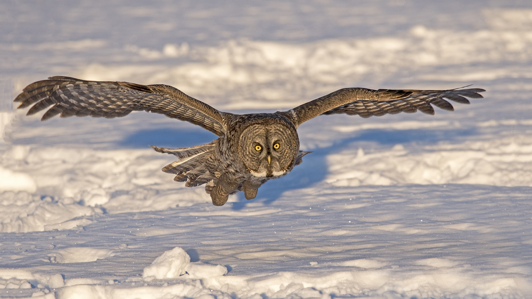 Nikon Nikkor AF-S 300mm F4E PF ED VR sample photo. Great gray owl- in flight photography