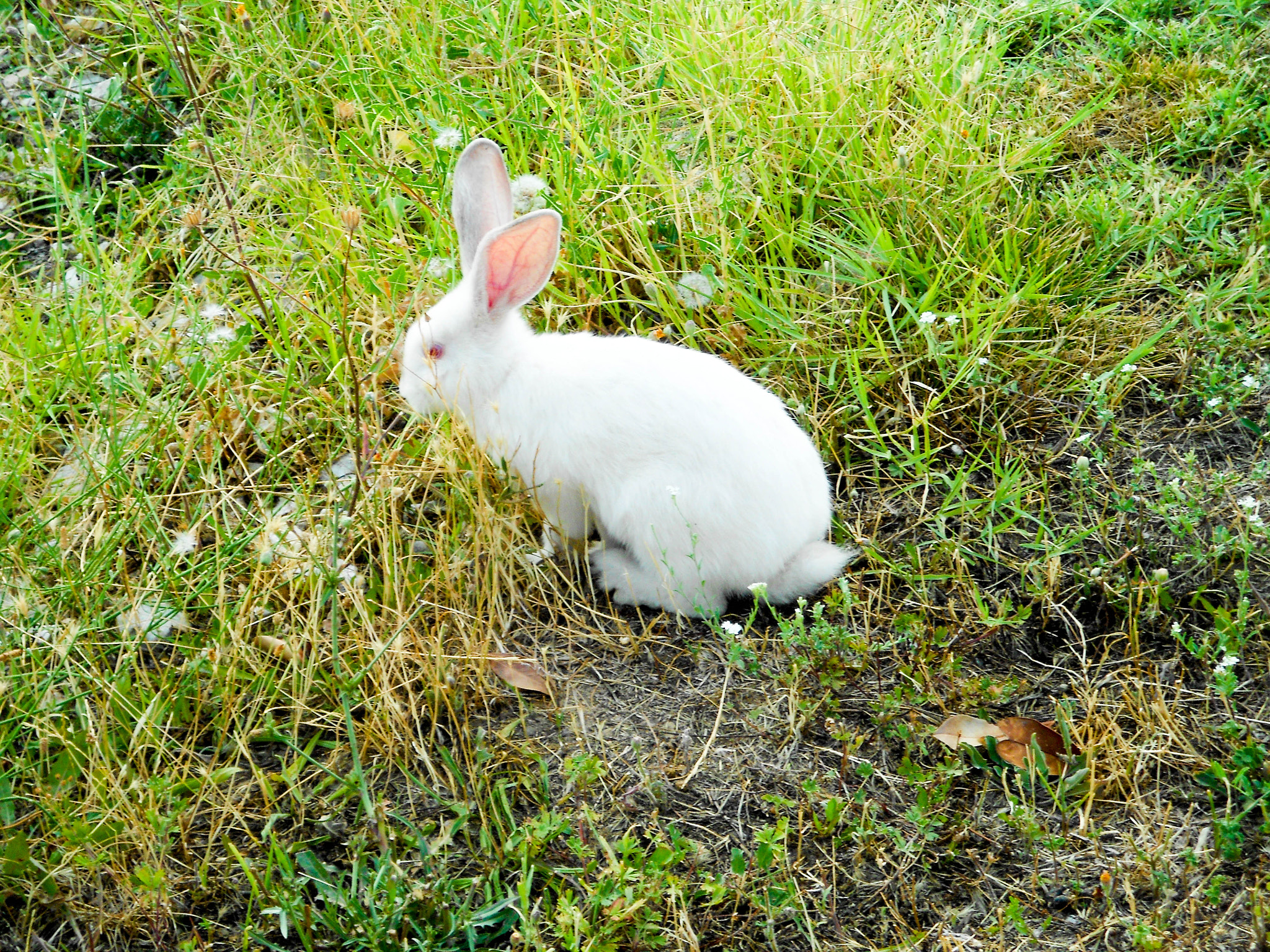 Nikon Coolpix S3100 sample photo. Follow the white rabbit photography