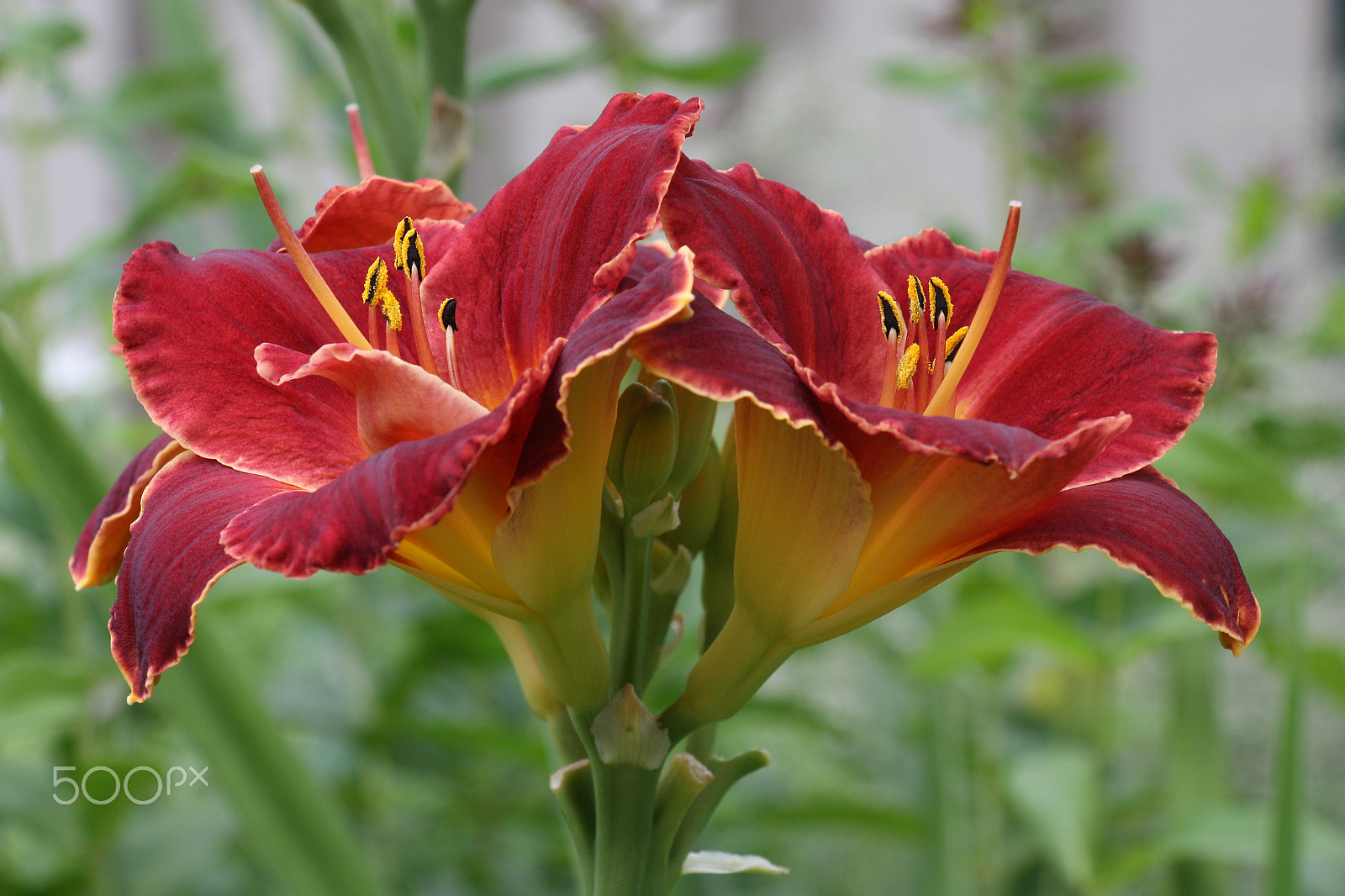 Canon EOS 450D (EOS Rebel XSi / EOS Kiss X2) sample photo. Double hemerocallis. photography