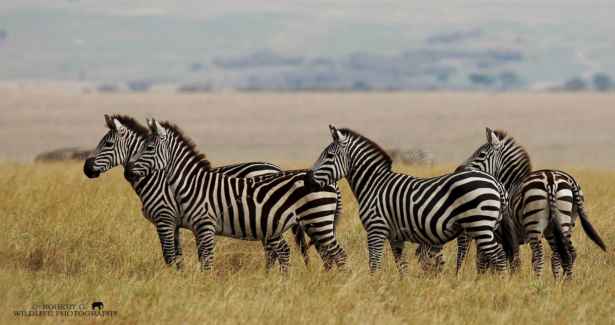 Sony SLT-A77 sample photo. Group of zebras photography