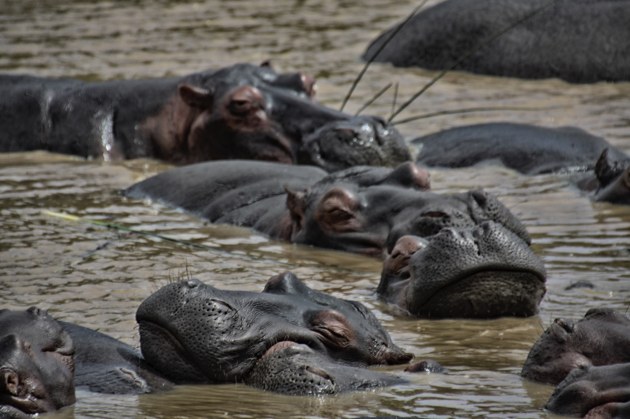 Canon EOS 50D sample photo. South african wildlife photography