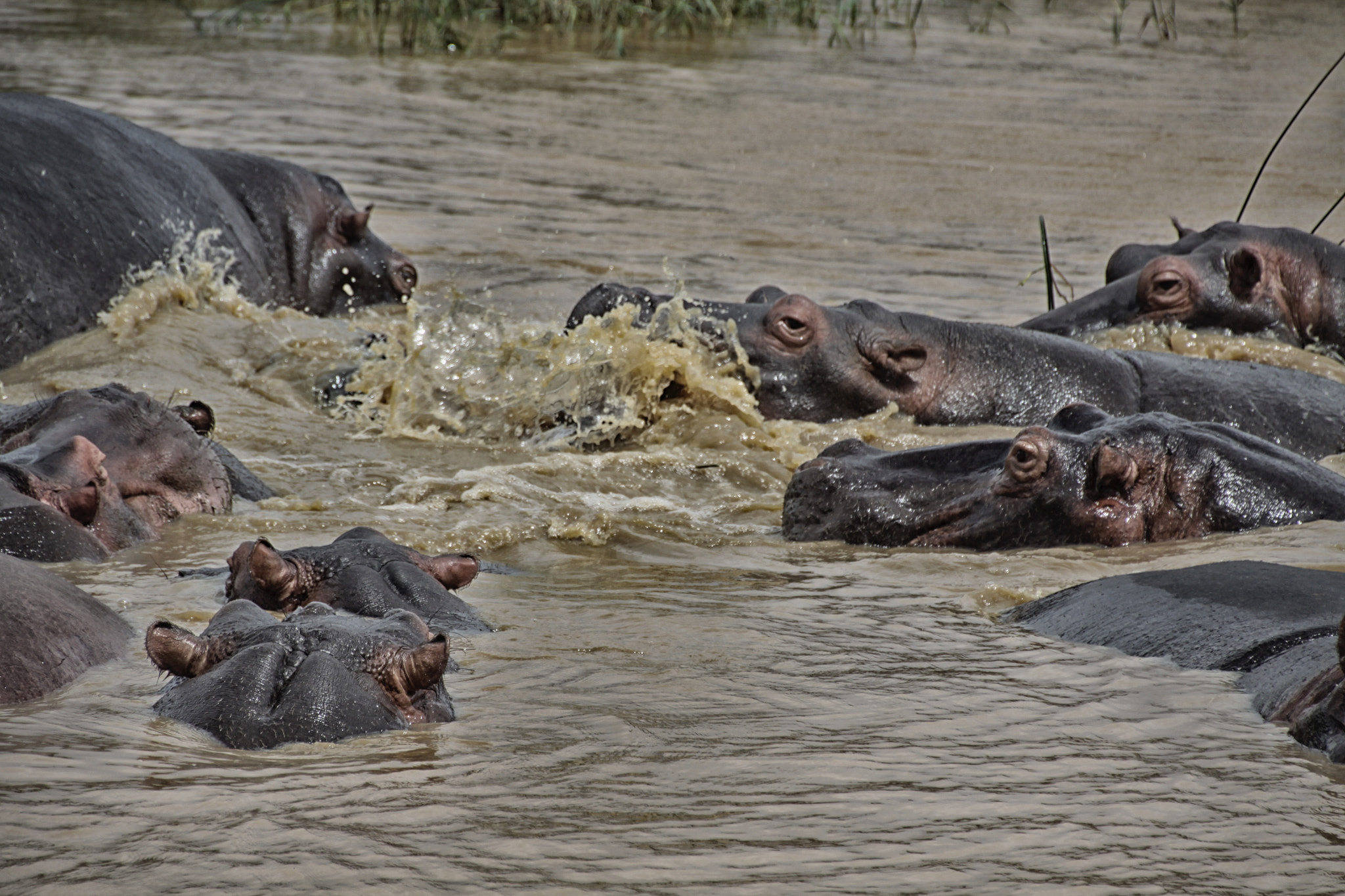 Canon EOS 50D sample photo. South african wildlife photography