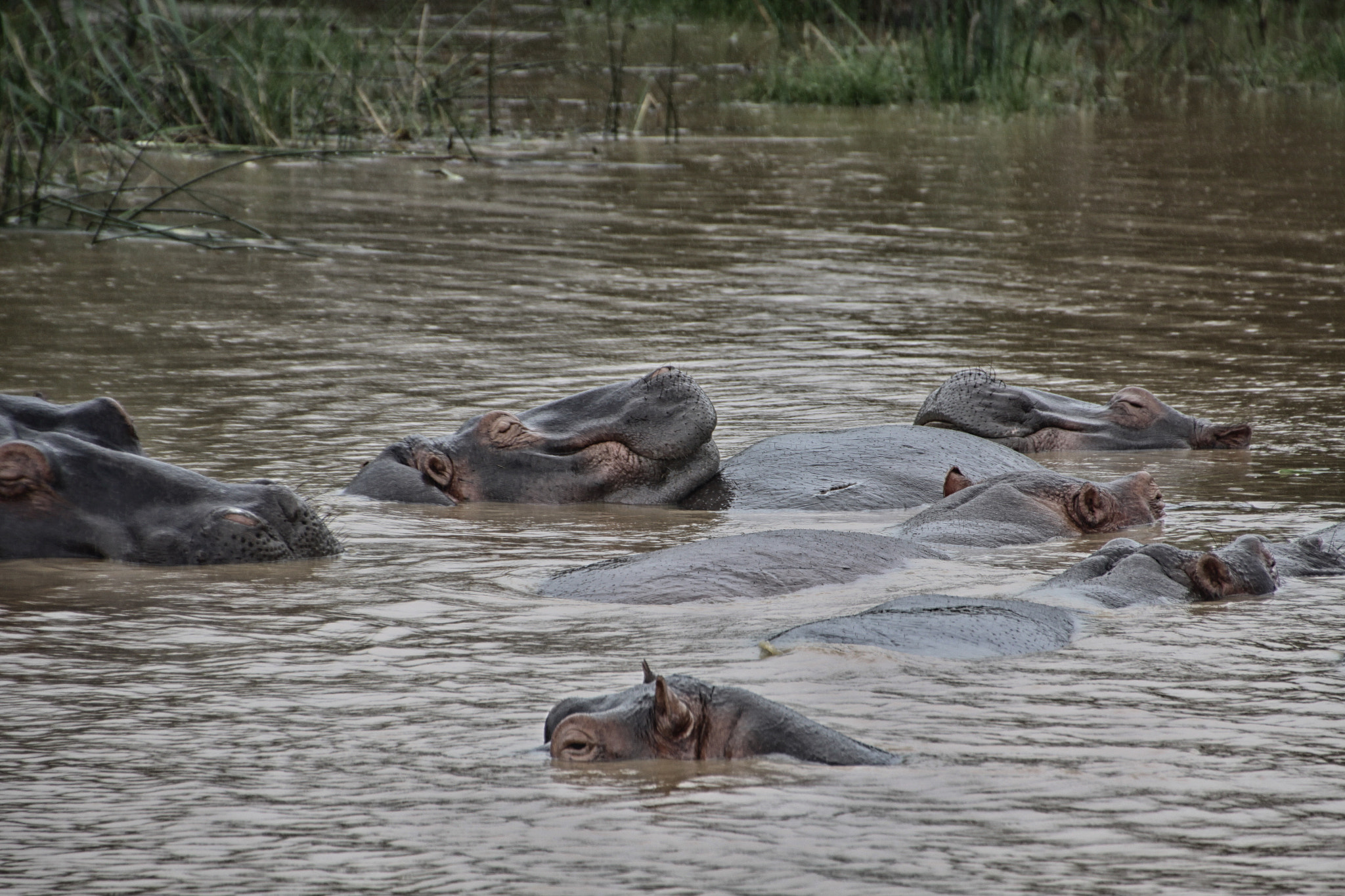 Canon EOS 50D sample photo. South african wildlife photography