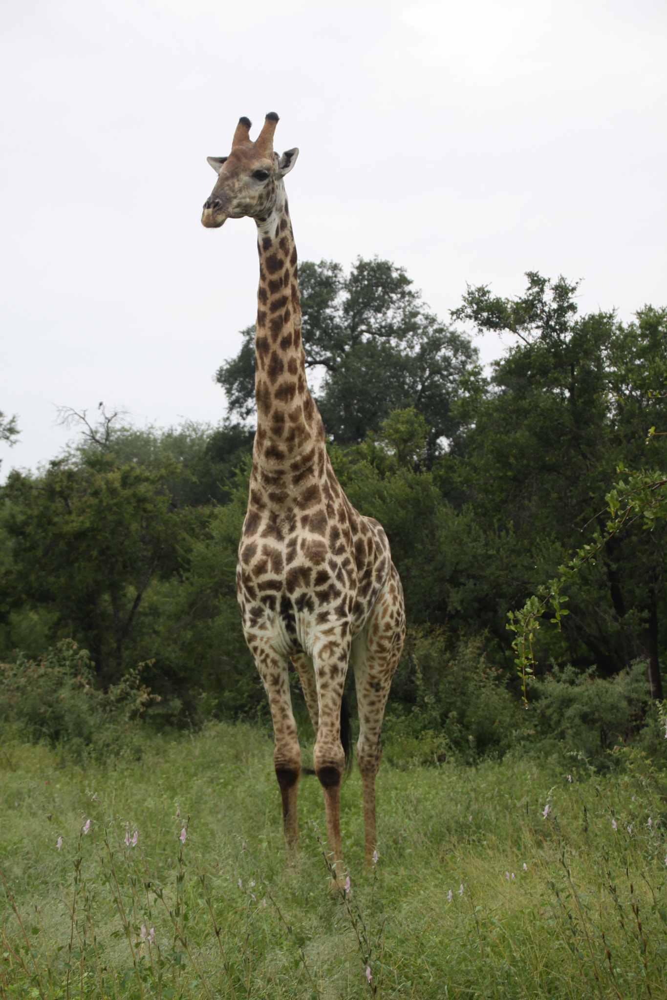 Canon EOS 50D sample photo. South african wildlife photography