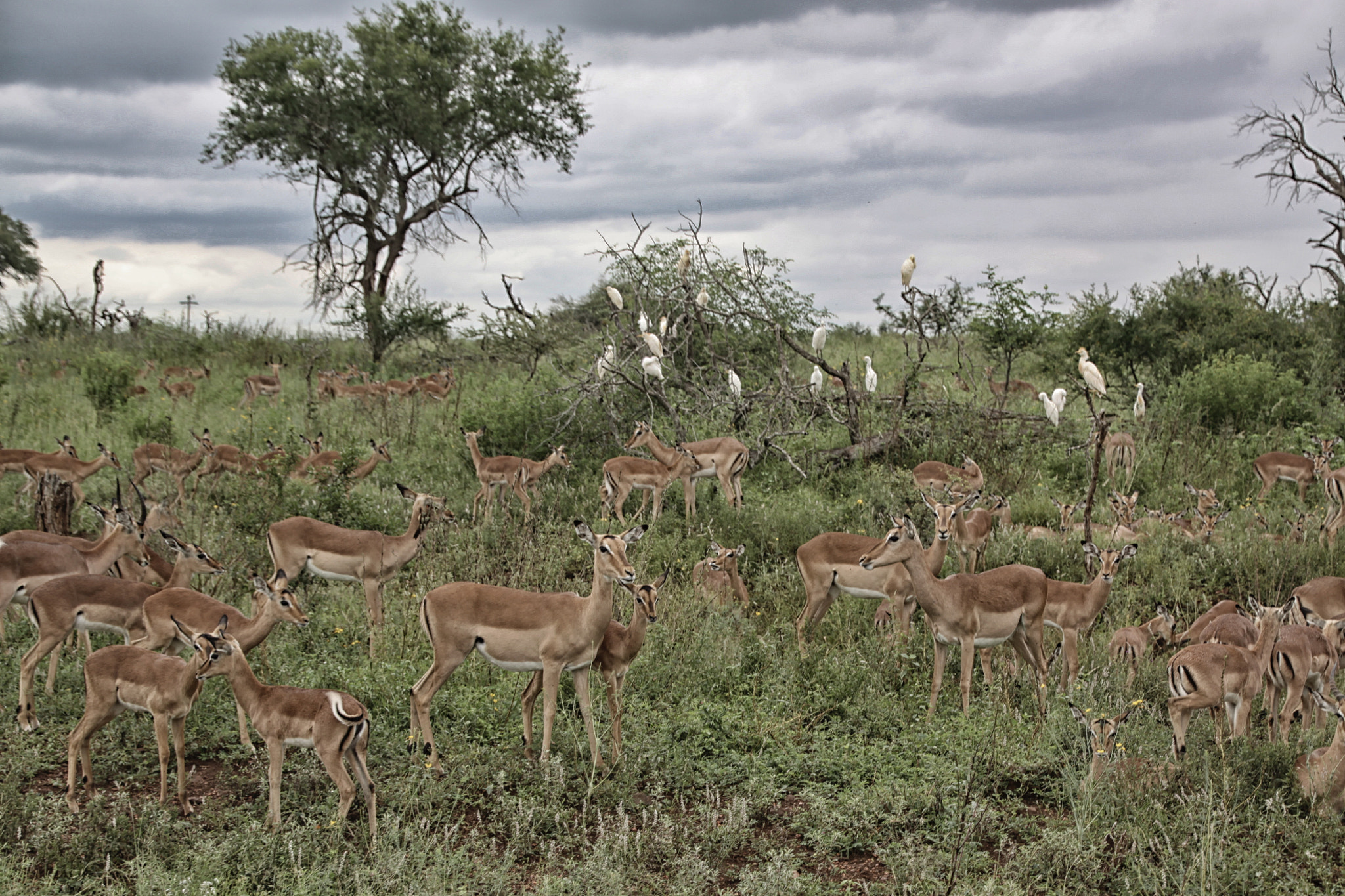 Canon EOS 50D sample photo. South african wildlife photography