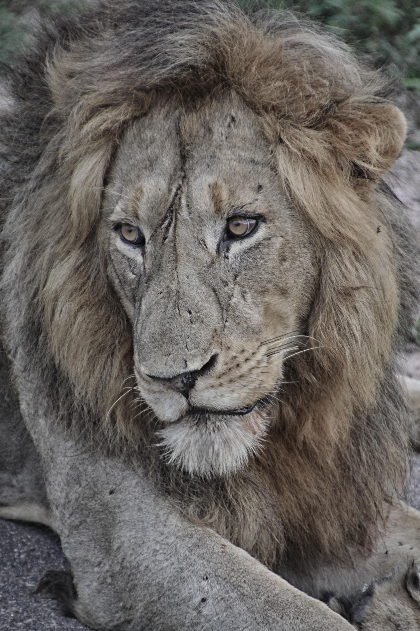 Canon EOS 50D sample photo. South african wildlife photography