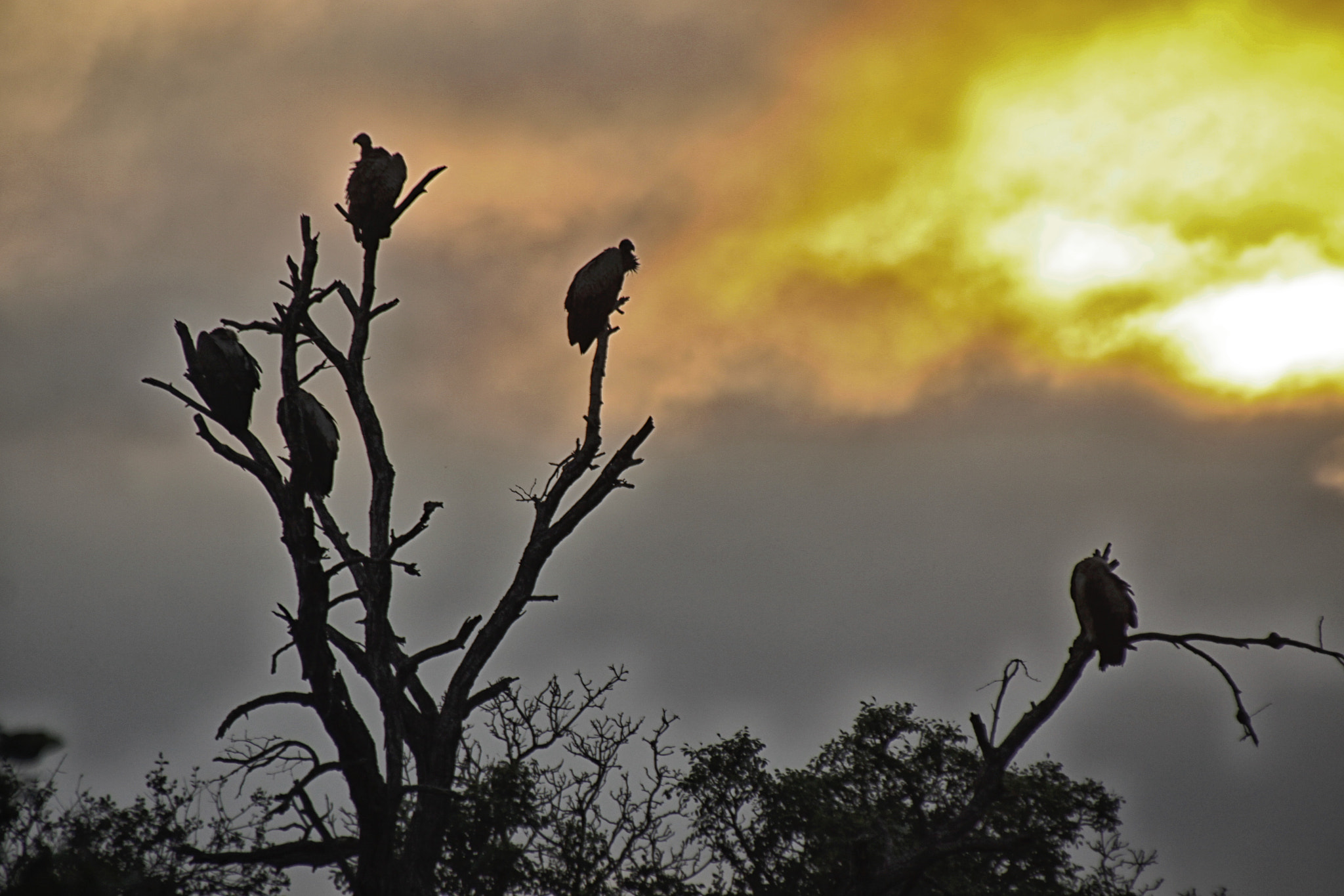 Canon EOS 50D sample photo. South african wildlife photography