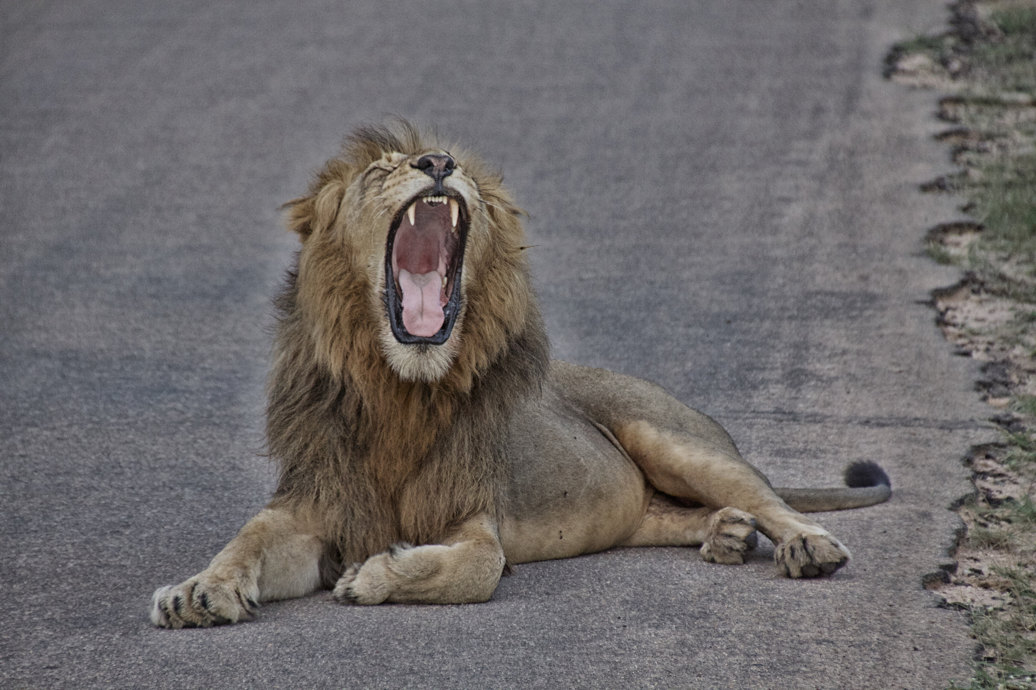 Canon EOS 50D sample photo. South african wildlife photography