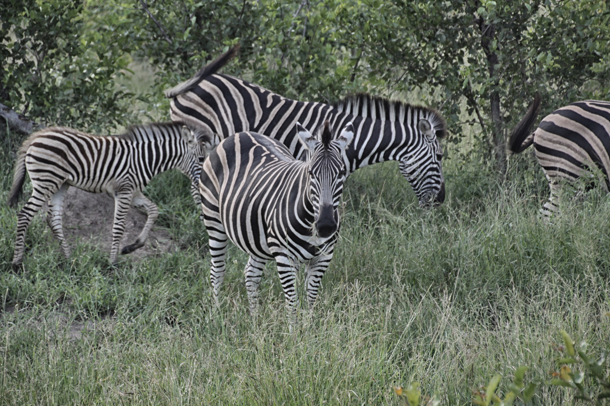 Canon EOS 50D sample photo. South african wildlife photography