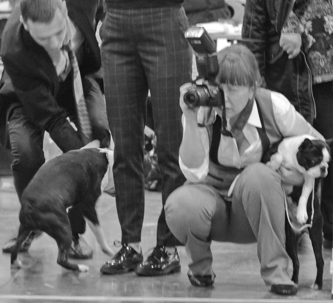 Nikon D5200 + Nikon AF-S DX Nikkor 18-200mm F3.5-5.6G ED VR II sample photo. At a dog show eurasia 2017 photography