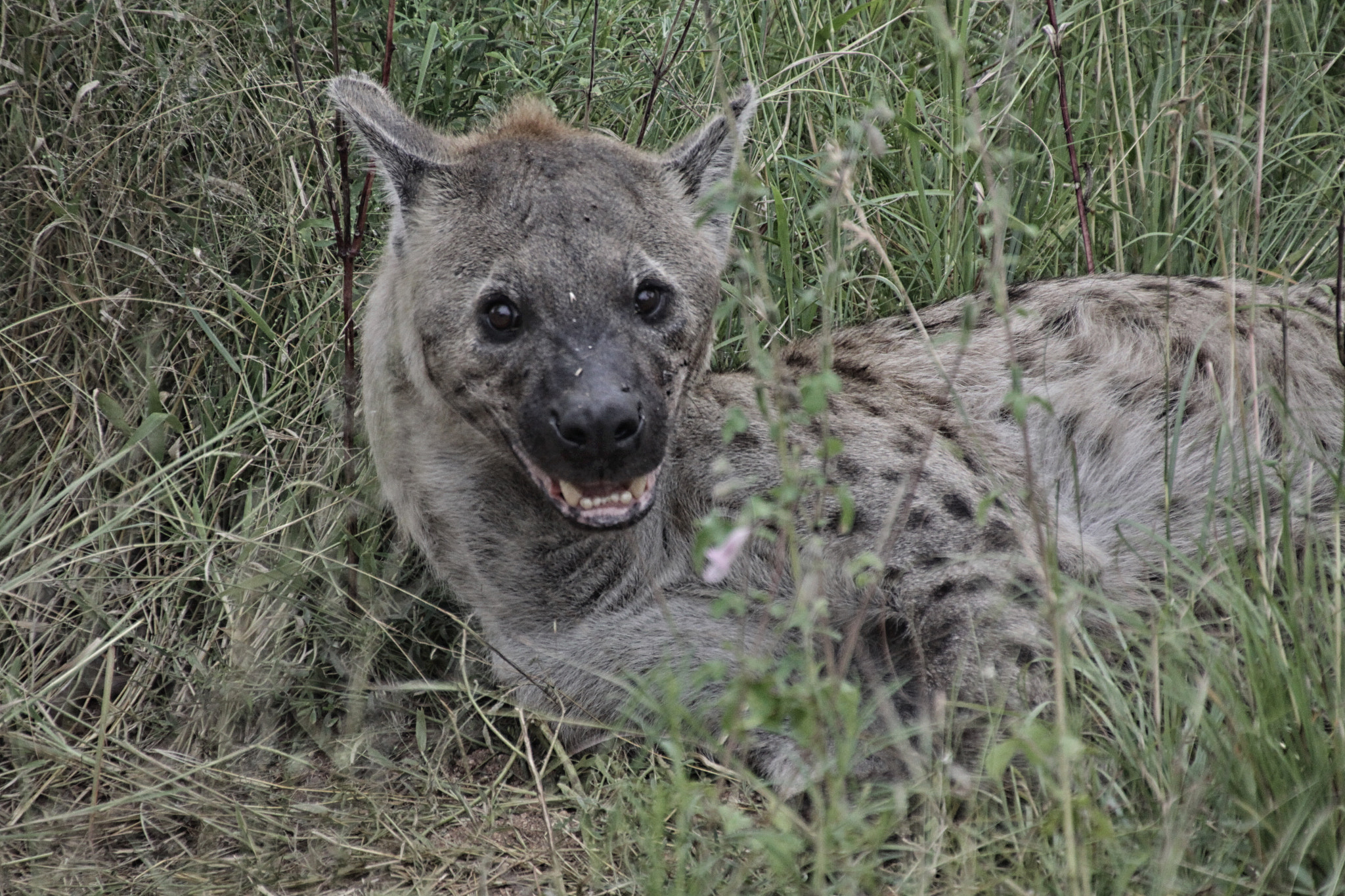 Canon EOS 50D + Tamron 18-270mm F3.5-6.3 Di II VC PZD sample photo. South african wildlife photography