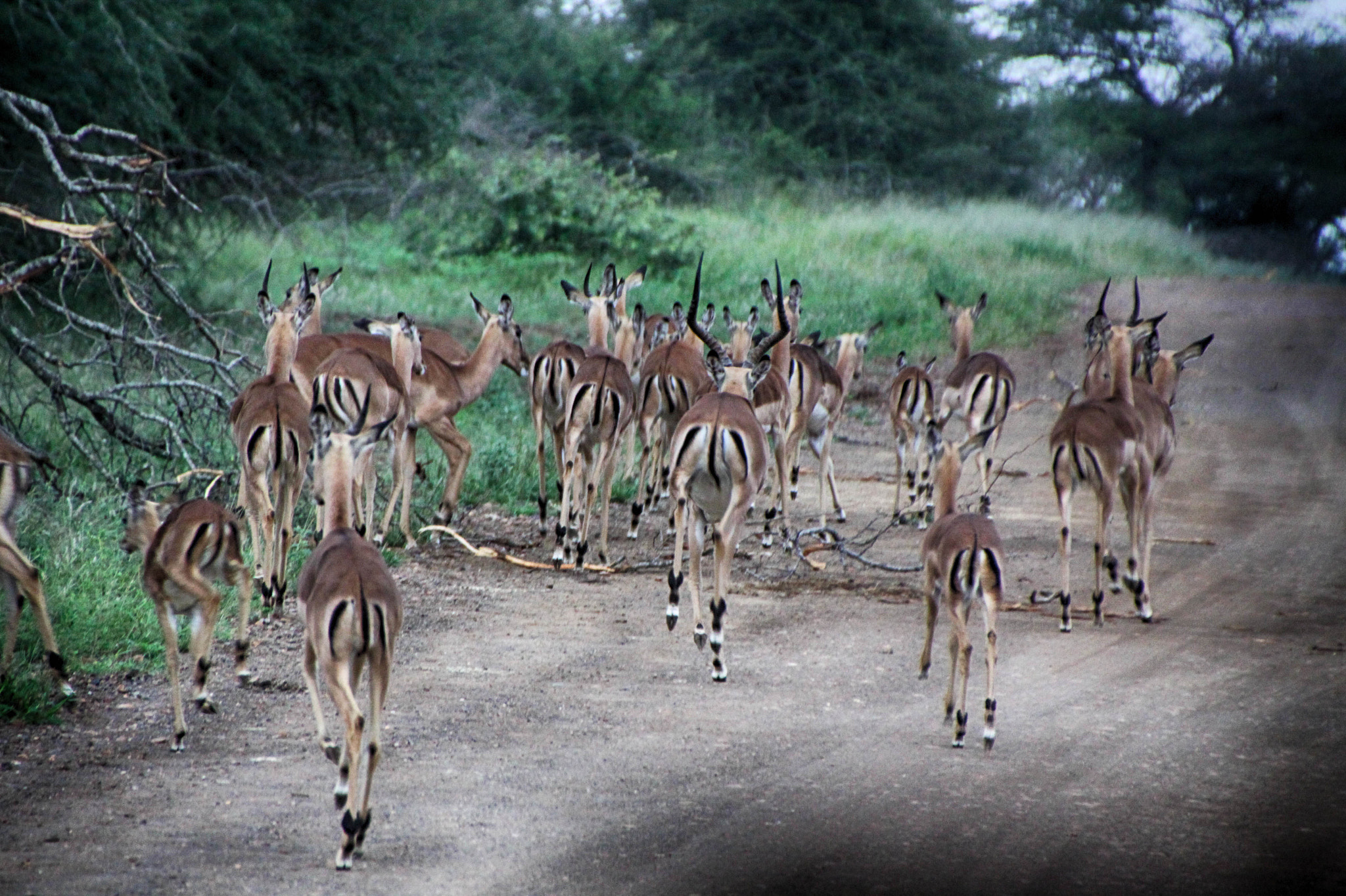 Canon EOS 50D sample photo. South african wildlife photography
