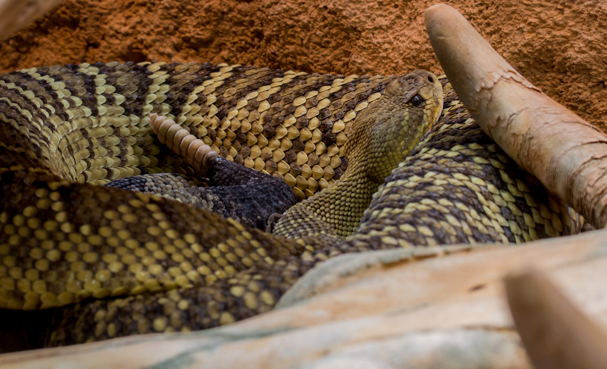 Canon EF 100mm F2.8L Macro IS USM sample photo. Basilisken-klapperschlange (crotalus basiliscus) photography