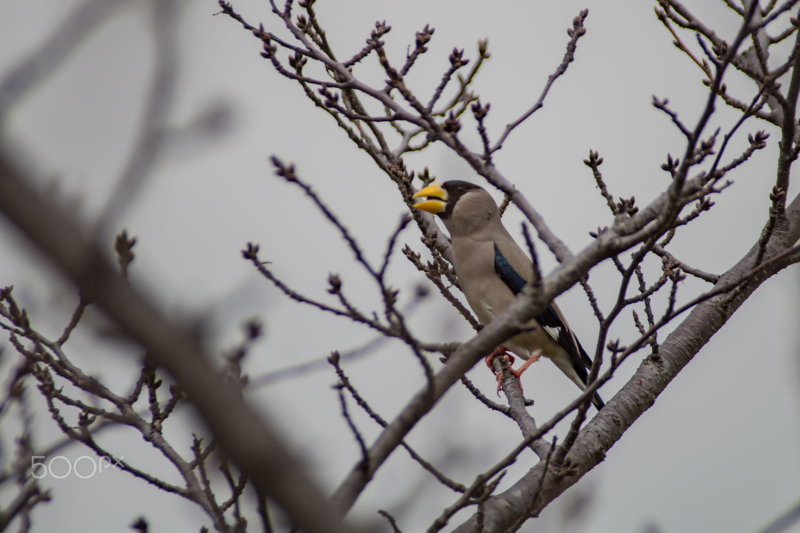 Pentax K-S2 sample photo. Japanese grosbeak photography