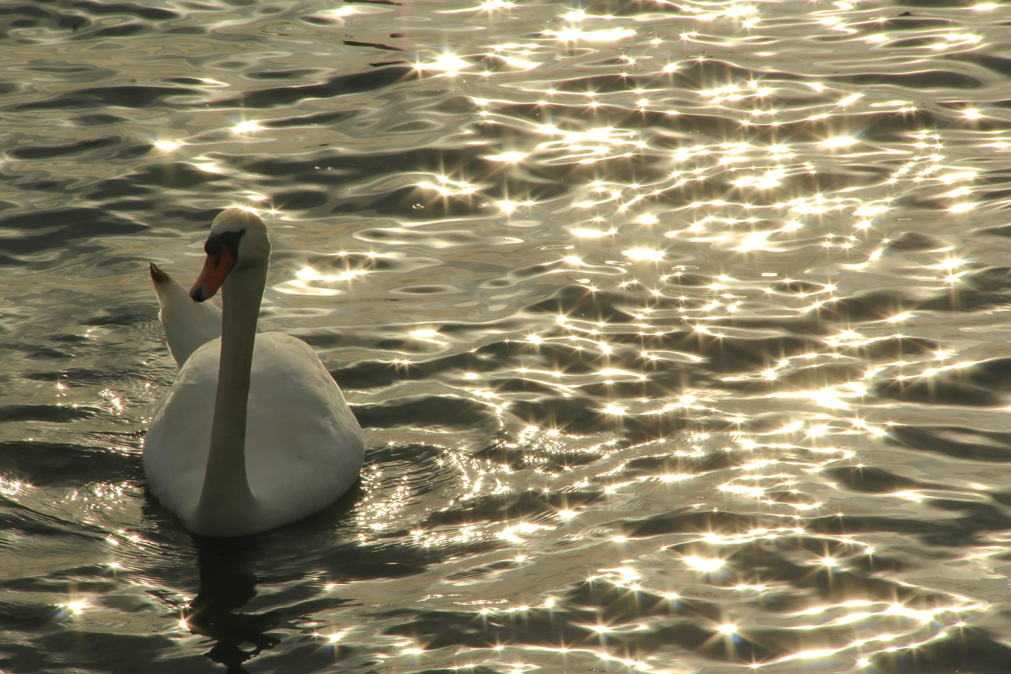 Canon EF-S 18-135mm F3.5-5.6 IS sample photo. Glossy swan photography