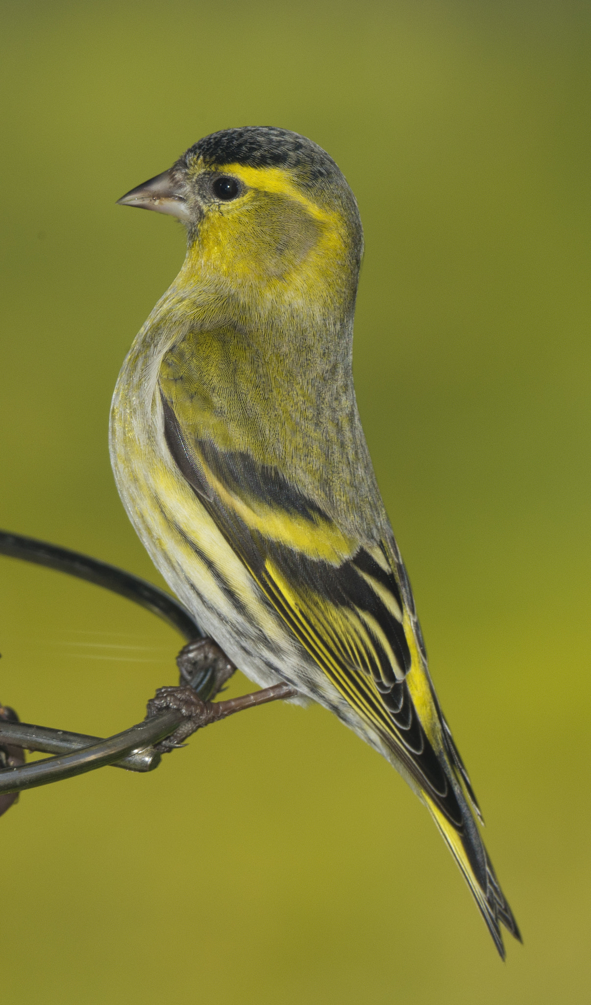 Nikon AF-S Nikkor 200-500mm F5.6E ED VR sample photo. Siskin photography