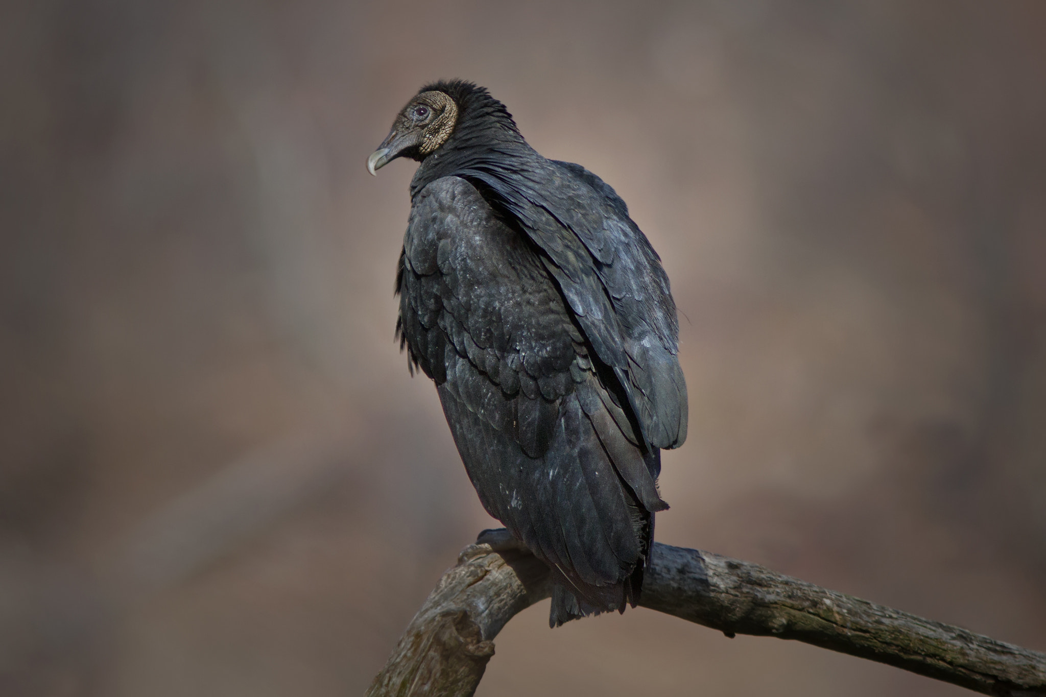 Canon EOS 7D + Canon EF 300mm F4L IS USM sample photo. Black vulture 8728 photography
