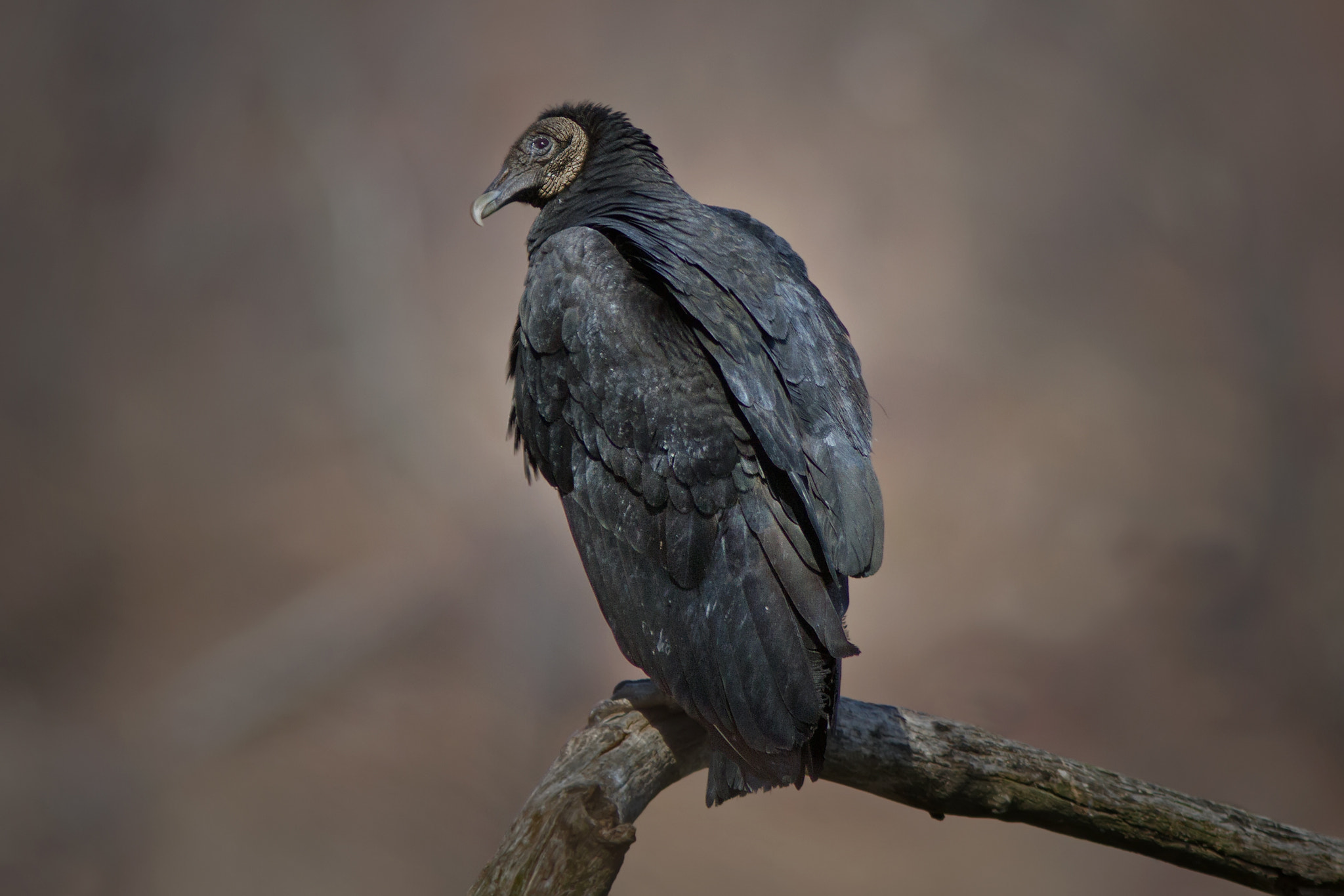 Canon EF 300mm F4L IS USM sample photo. Black vulture 8728 photography