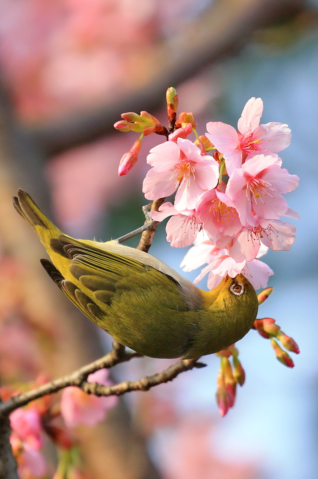 Canon EOS-1D X sample photo. Cute white eye photography